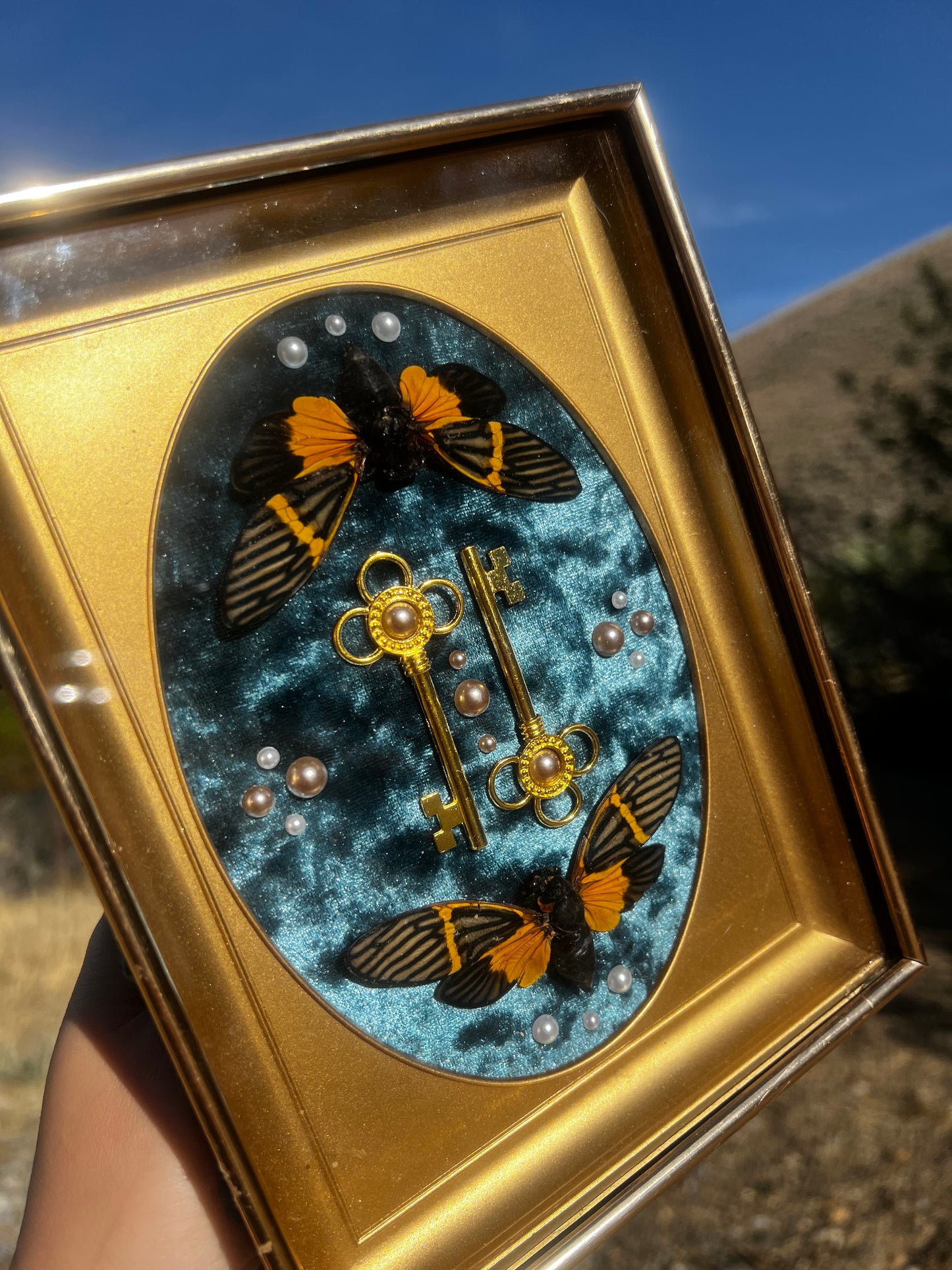 “The Gatekeeper” Cicada Insect Vintage Framed Oddities Taxidermy Entomology Artwork