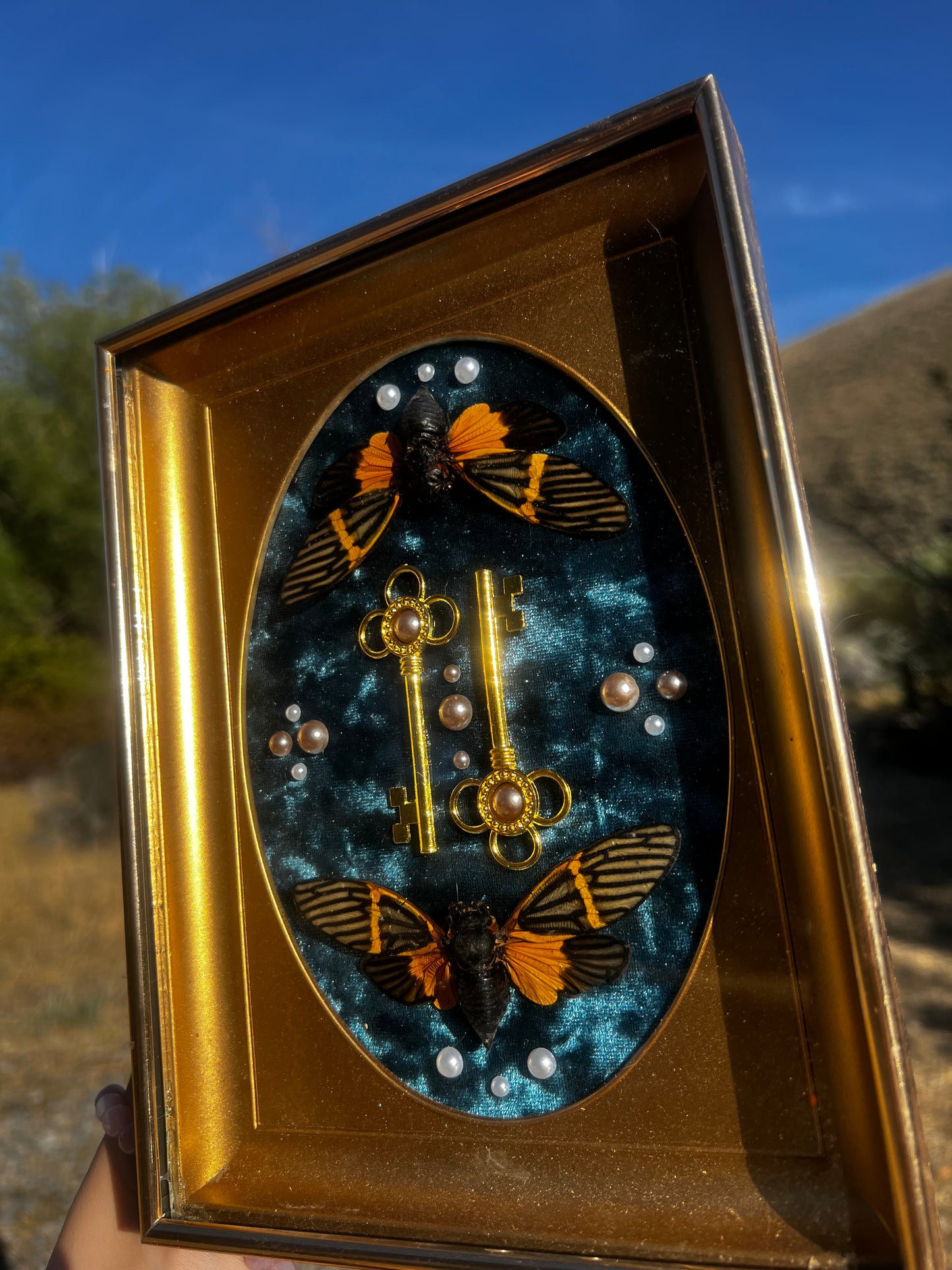 “The Gatekeeper” Cicada Insect Vintage Framed Oddities Taxidermy Entomology Artwork