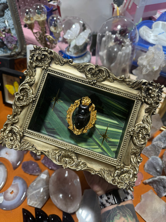Liv Beetle Entomology Insect Ornate Frame Shadowbox Artwork