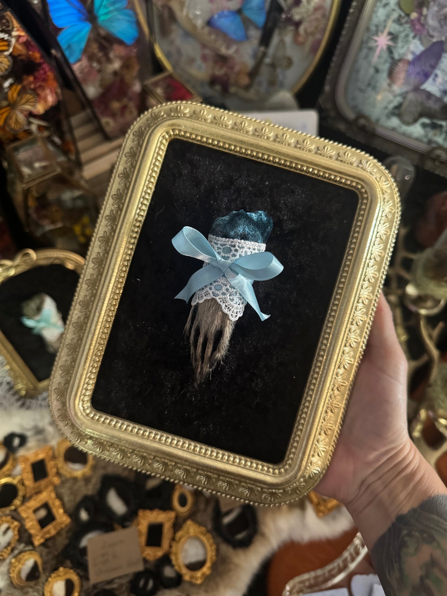Darling Little Things Framed Raccoon Paw Oddities Taxidermy Whimsy Goth Artwork
