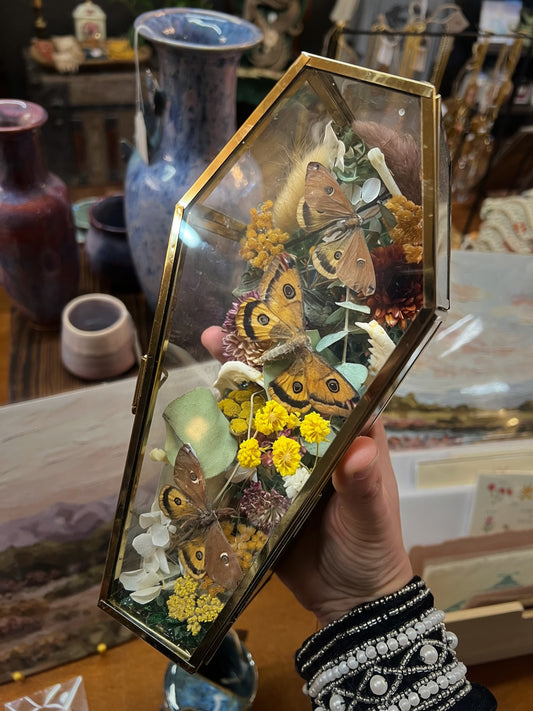 Effie Moth Entomology Jaw Bone Oddities Taxidermy Glass Coffin Terrarium Artwork