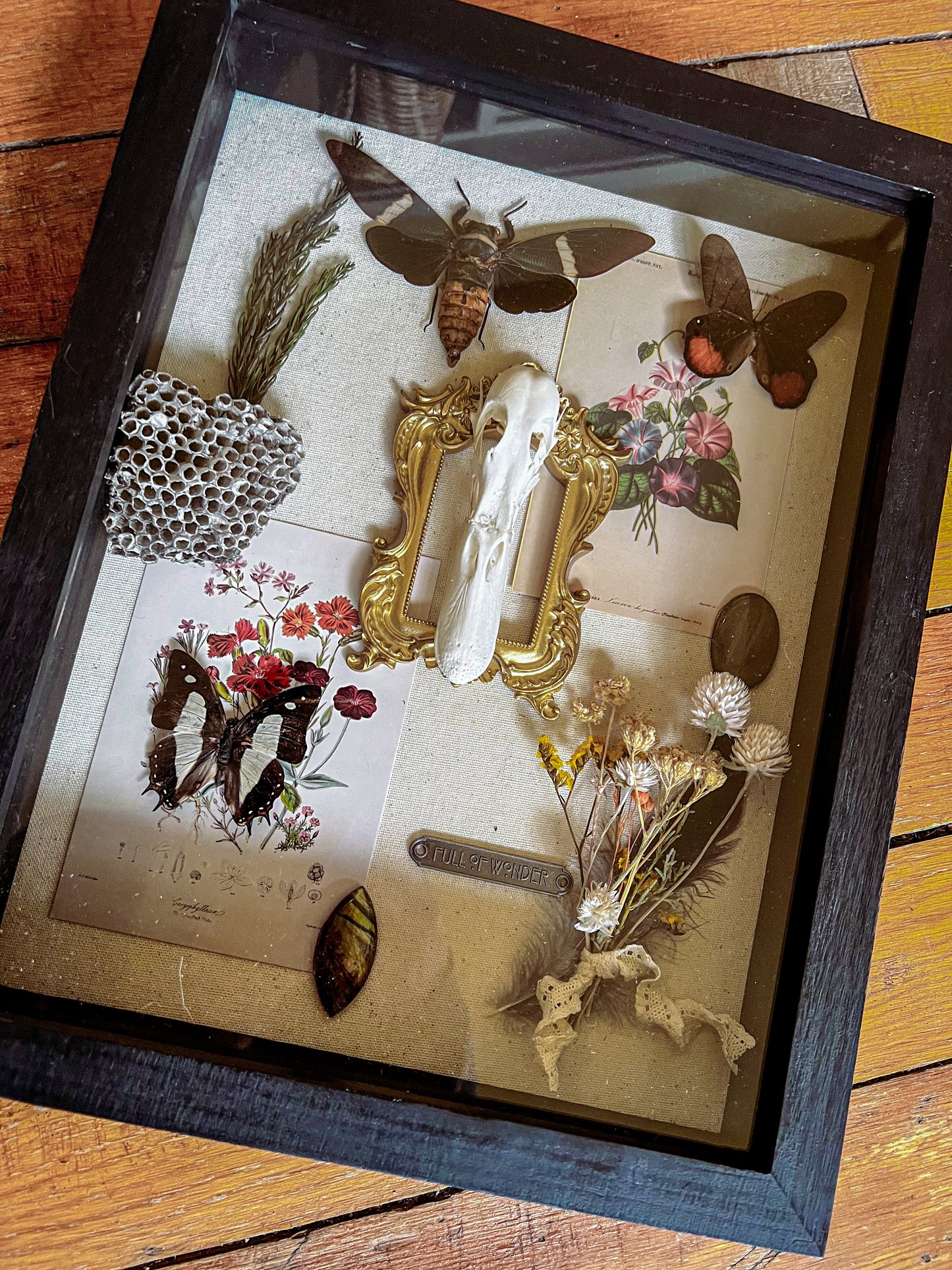 “Oleander” Oddities Insect Butterfly Cicada Taxidermy Botanical Crystal Oddities Shadow Box Artwork