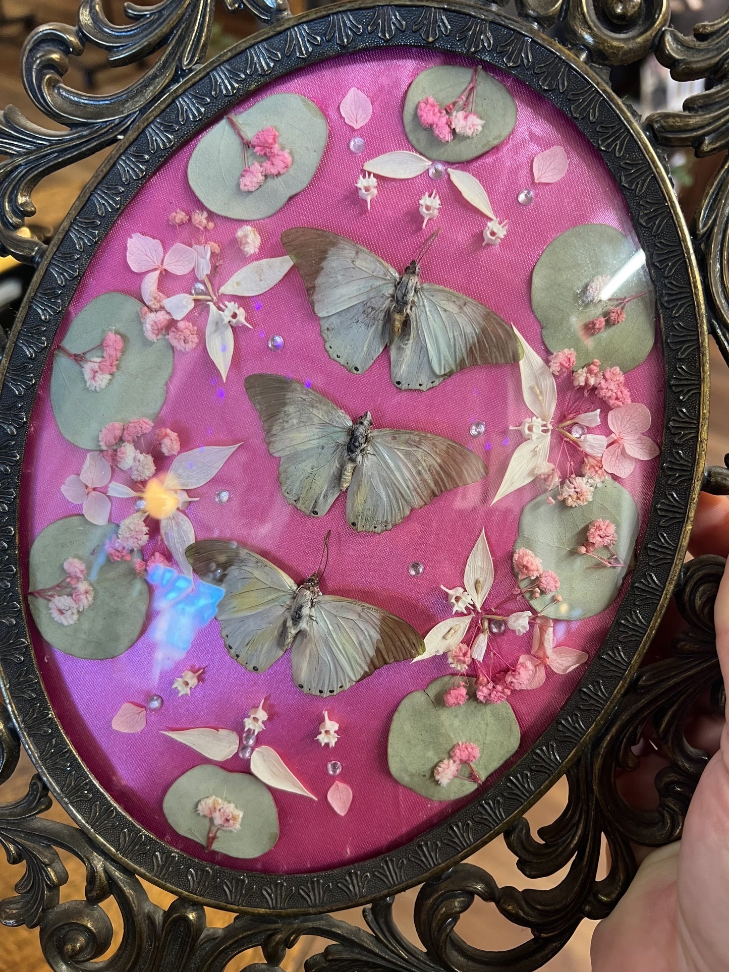 Evelynn Butterfly Vintage Ornate Framed Entomology Oddities Artwork