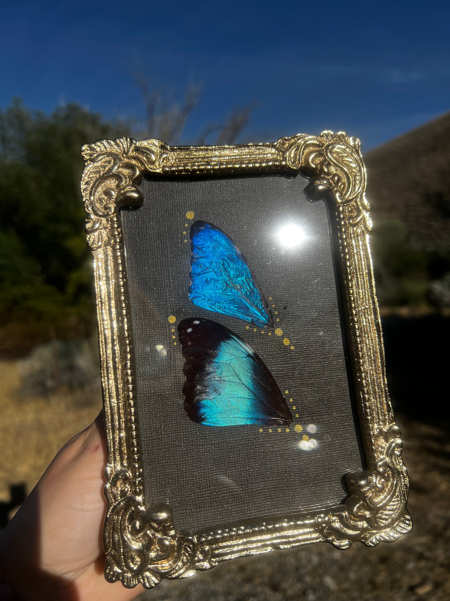“The Blue Divide” Morpho Butterfly Wing Vintage-style Metallic Framed Oddities Taxidermy Entomology Artwork