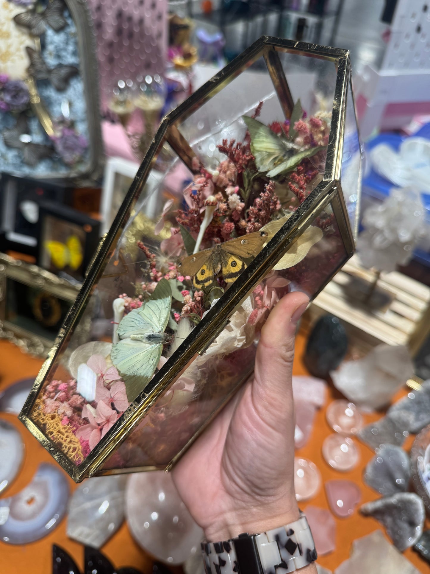 Fanny Butterfly Moth Floral Insectart Entimology Oddities Coffin Terrarium Artwork