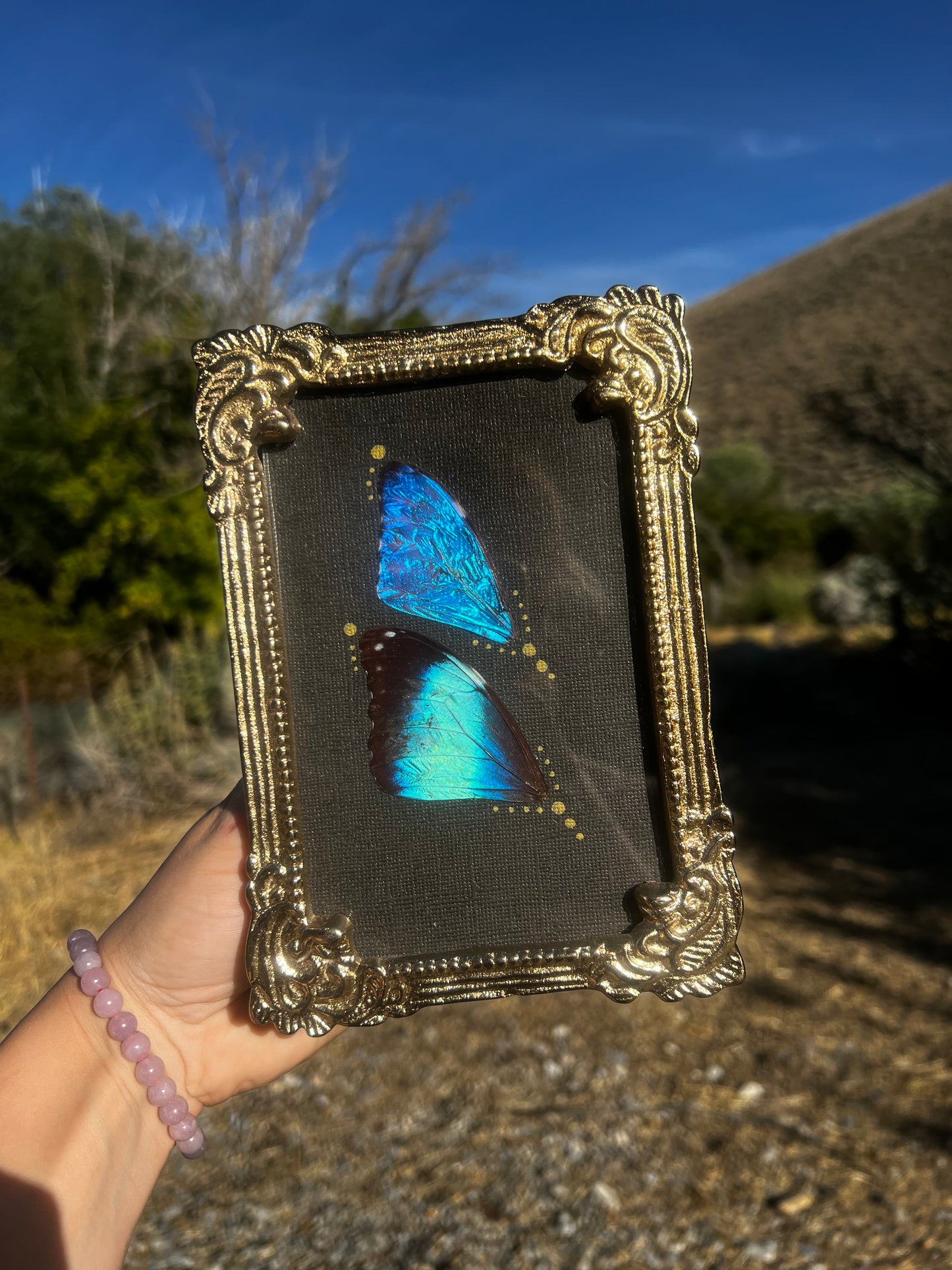 “The Blue Divide” Morpho Butterfly Wing Vintage-style Metallic Framed Oddities Taxidermy Entomology Artwork