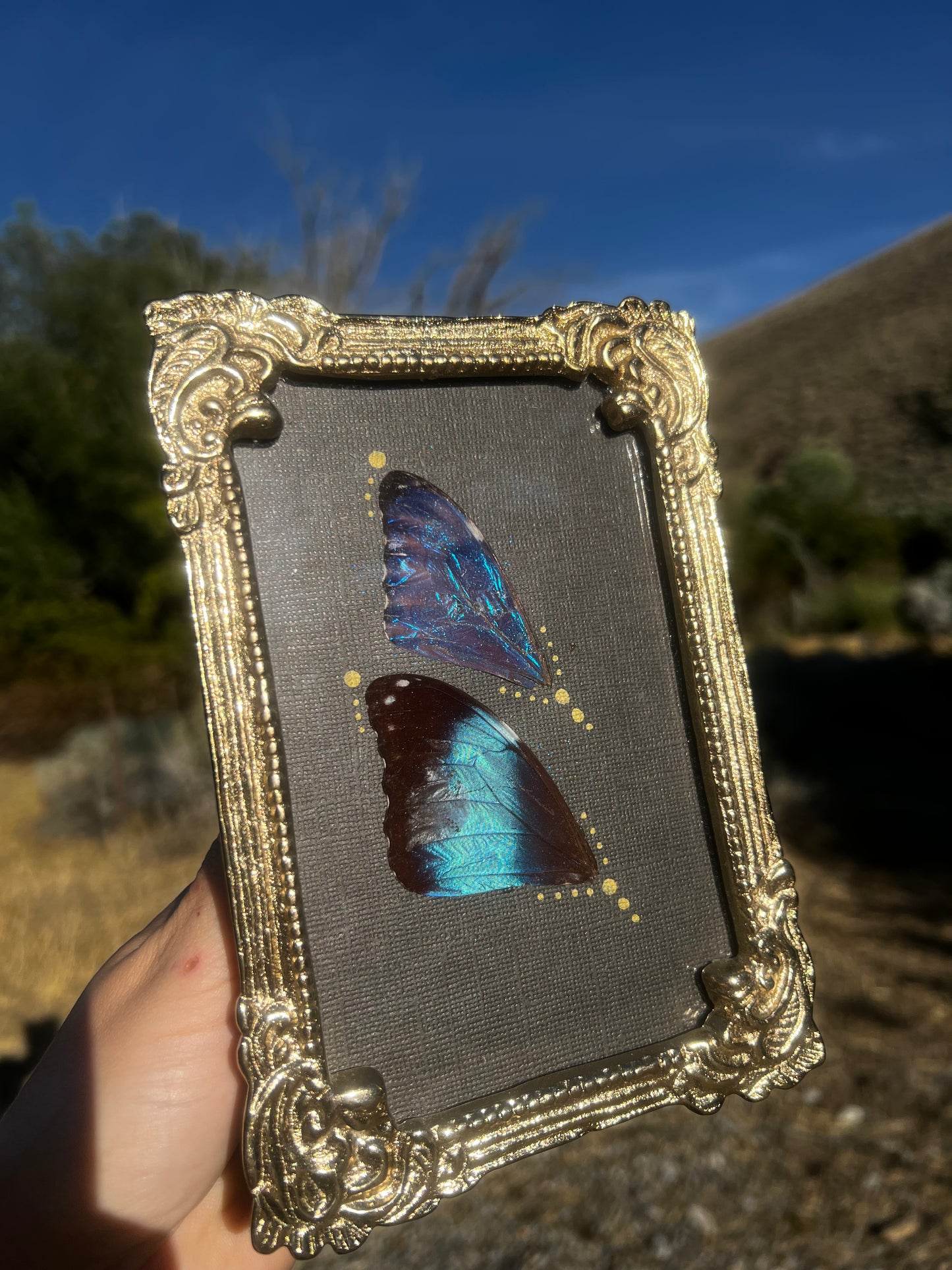 “The Blue Divide” Morpho Butterfly Wing Vintage-style Metallic Framed Oddities Taxidermy Entomology Artwork