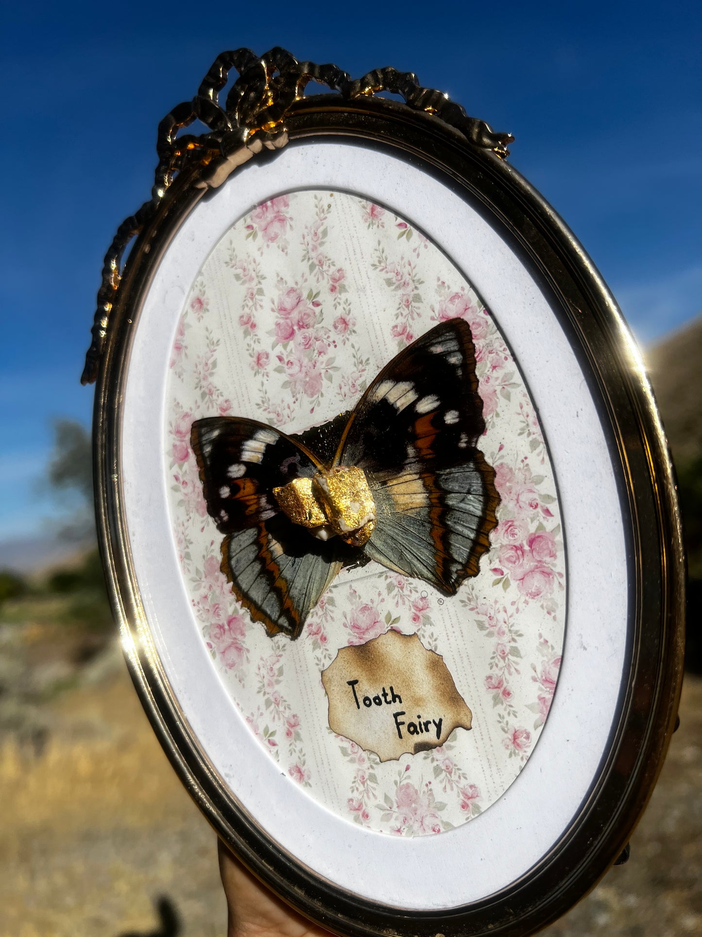 “Tooth Fairy” Real Animal Tooth Butterfly Wing Framed Oddities Taxidermy Artwork