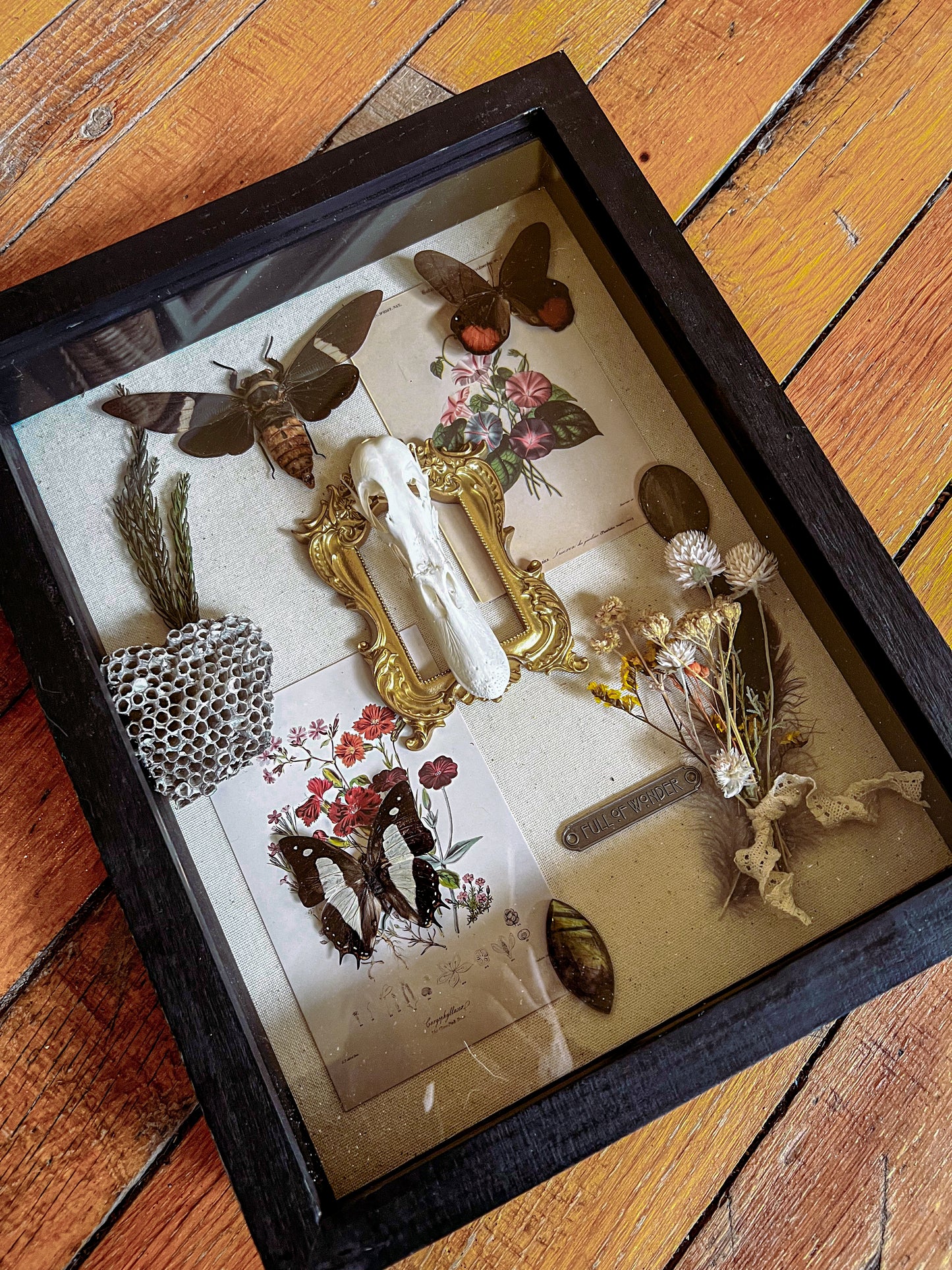 “Oleander” Oddities Insect Butterfly Cicada Taxidermy Botanical Crystal Oddities Shadow Box Artwork