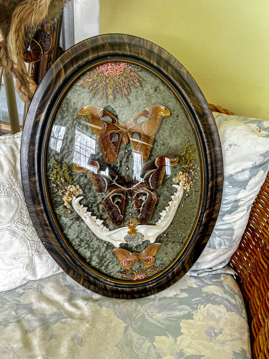 “Everland” Floral Taxidermy Coyote Jaw Moth Butterfly Entomology Framed Oddities Artwork