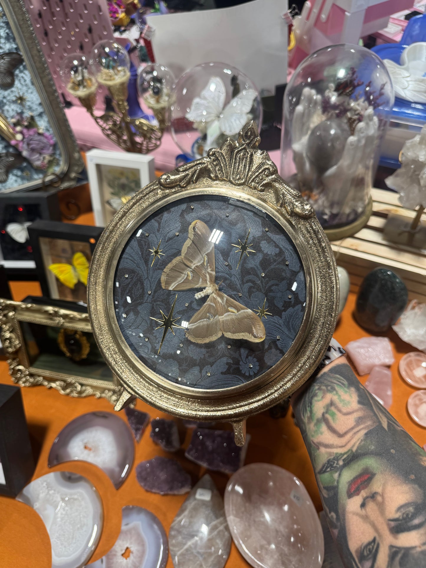 Delia Moth Celestial Insectart Entomology Oddities Metal Framed Artwork