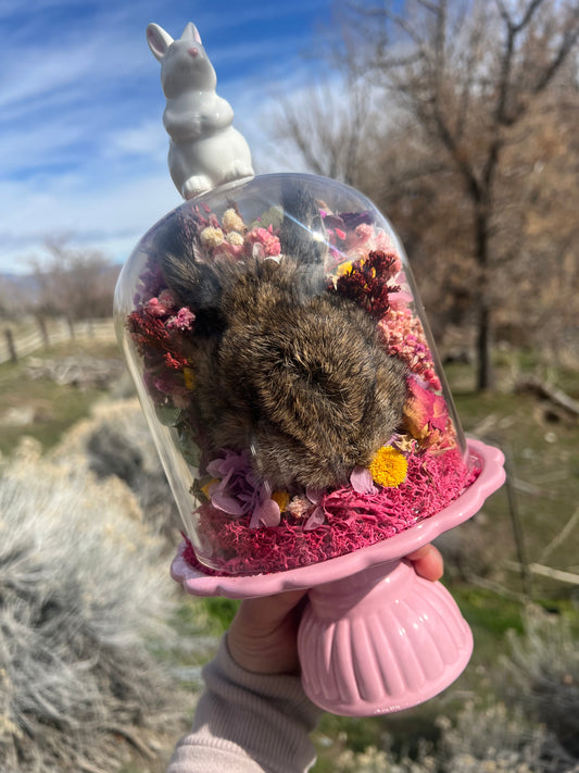 Primrose Rabbit Bunny Head Botanical Dried Flower Pink Spring Oddities Taxidermy Glass Cloche Dome Artwork