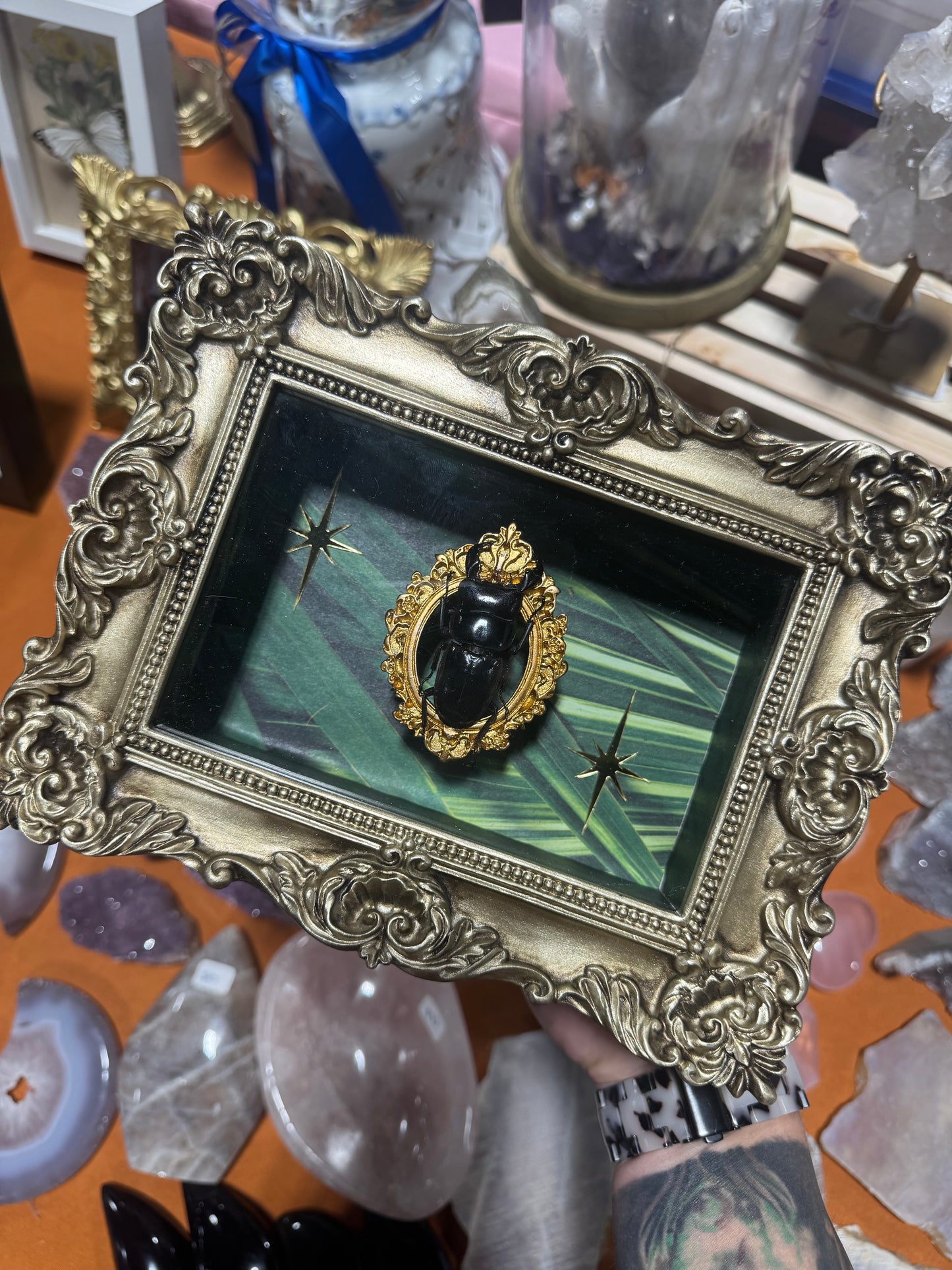 Liv Beetle Entomology Insect Ornate Frame Shadowbox Artwork