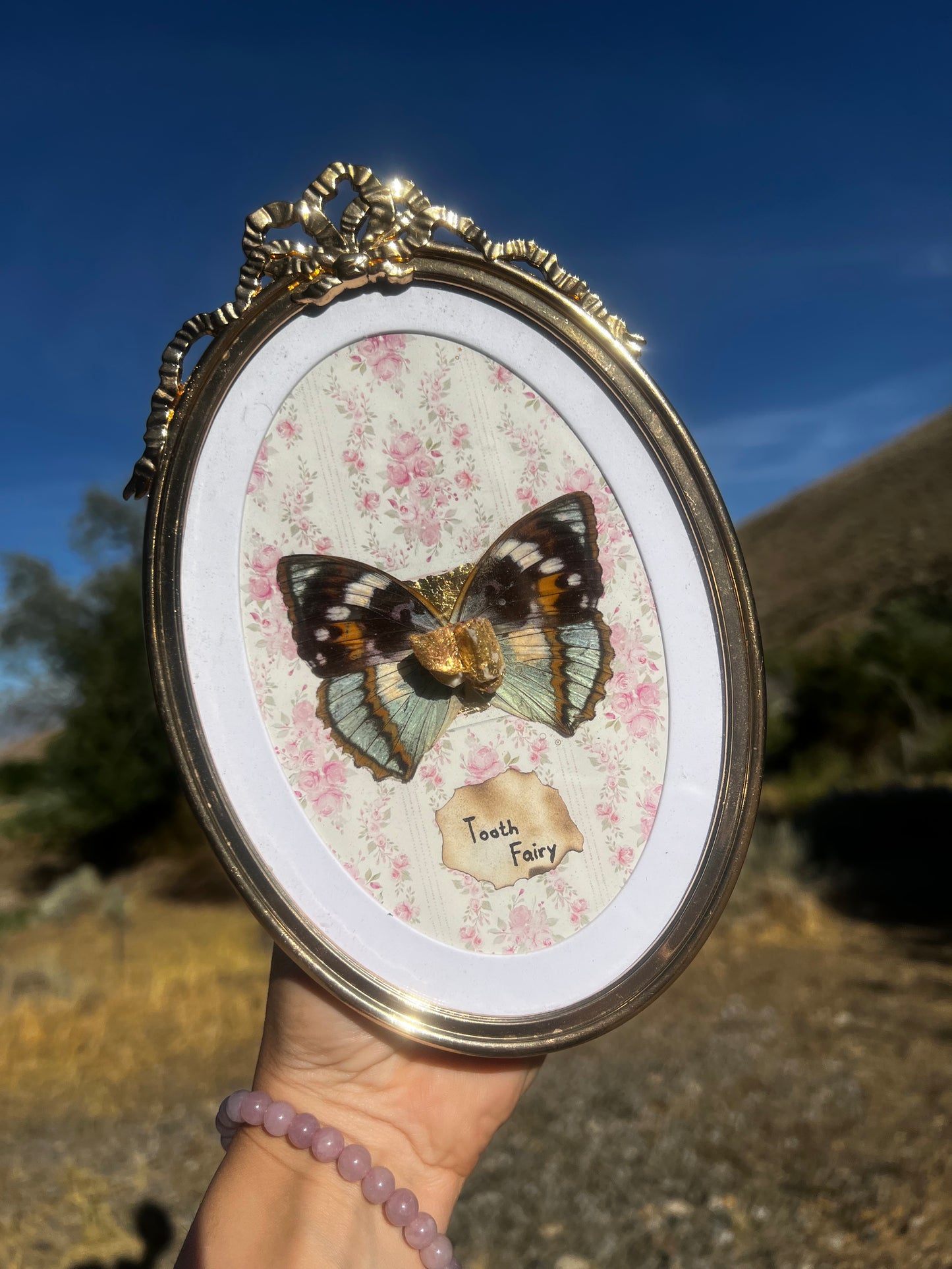 “Tooth Fairy” Real Animal Tooth Butterfly Wing Framed Oddities Taxidermy Artwork