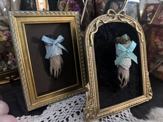 Darling Little Things Framed Raccoon Paw Oddities Taxidermy Whimsy Goth Artwork