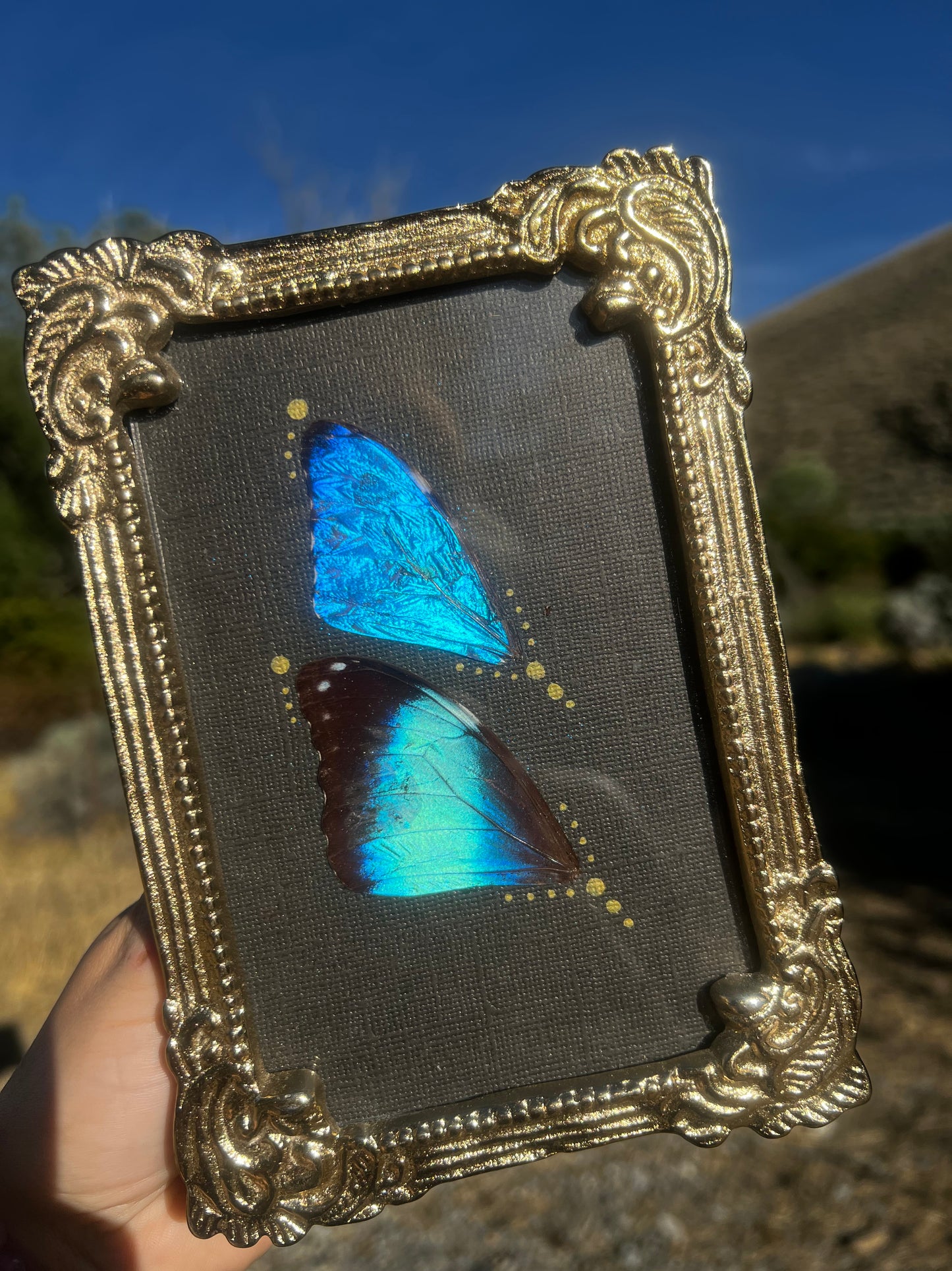 “The Blue Divide” Morpho Butterfly Wing Vintage-style Metallic Framed Oddities Taxidermy Entomology Artwork