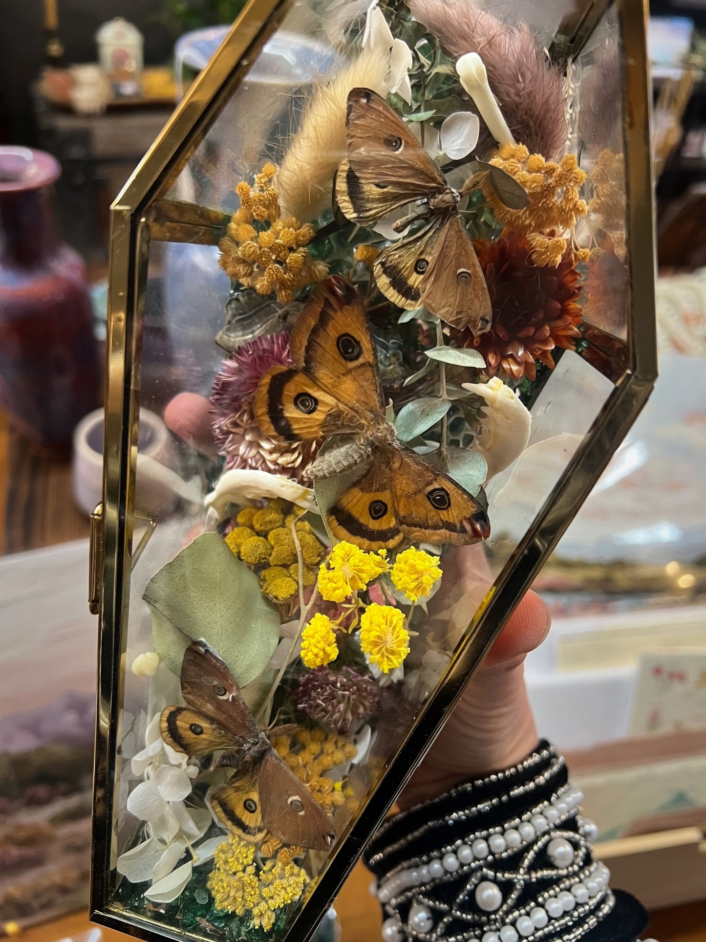 Effie Moth Entomology Jaw Bone Oddities Taxidermy Glass Coffin Terrarium Artwork