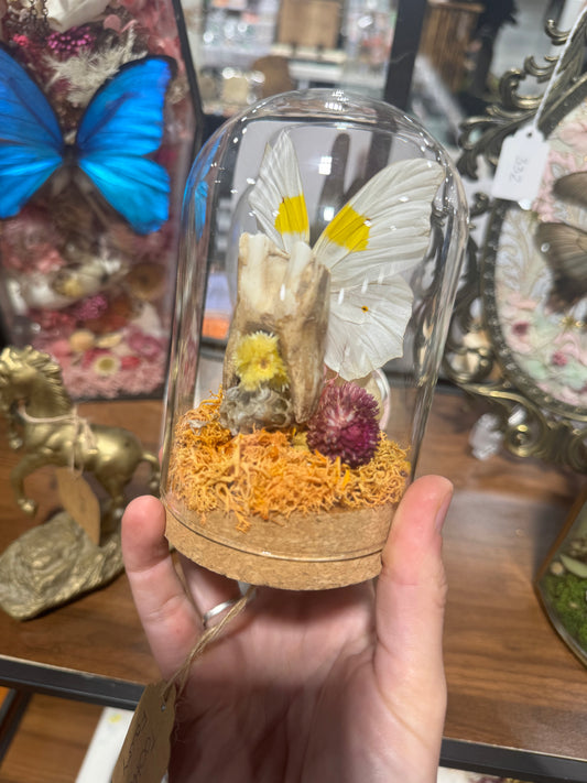 Tooth Fairy Cow Tooth Butterfly Wing Floral Oddities Glass Dome