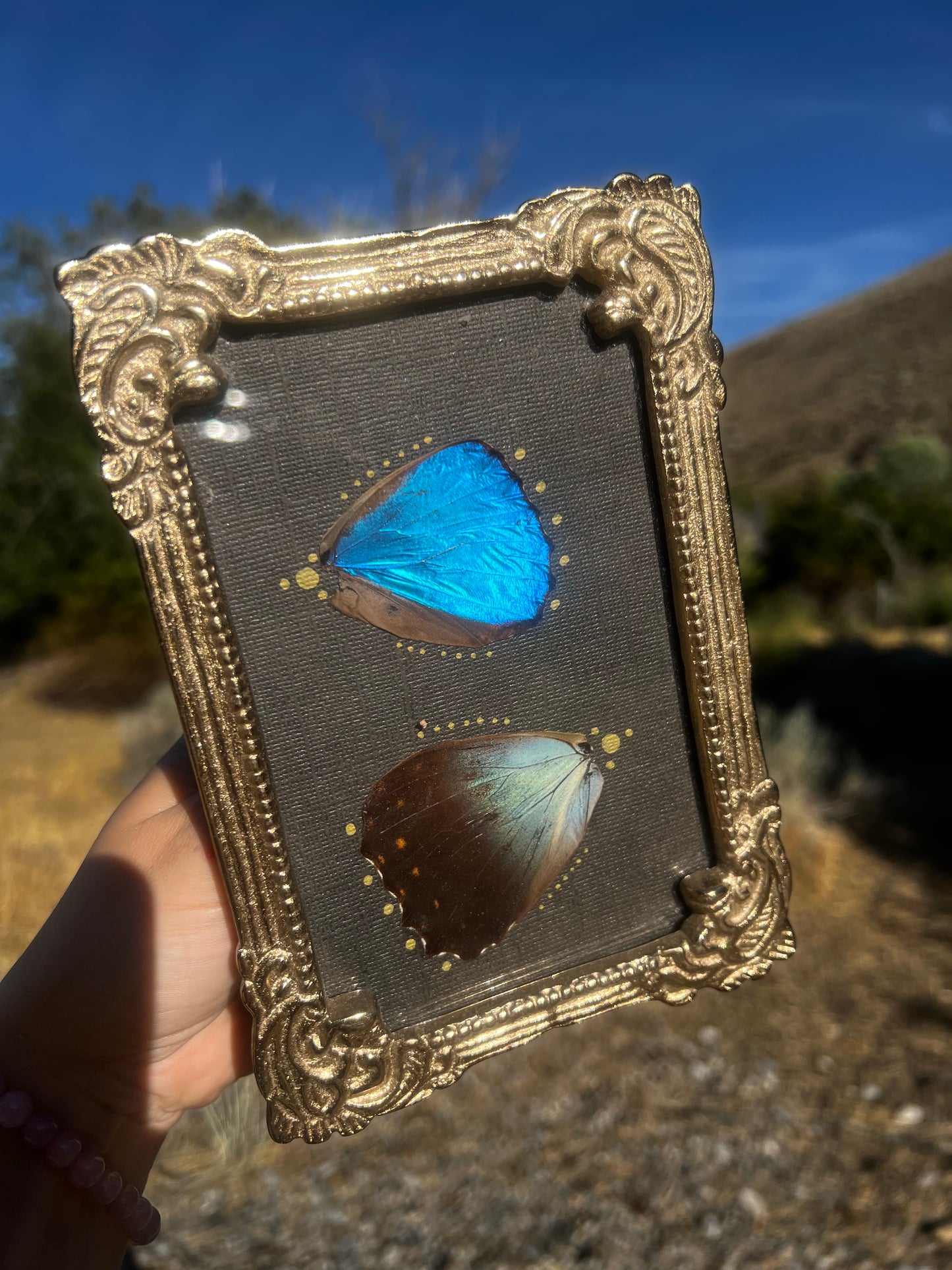 “Below the Light” Morpho Butterfly Wing Entomology Vintage Metallic Framed Oddities Taxidermy Artwork