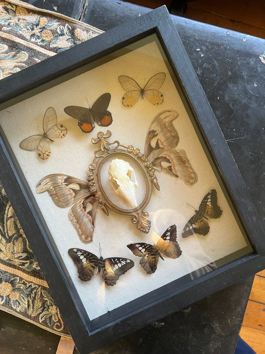 The Ancestral Court Butterfly Moth Rabbit Skull Oddities Taxidermy Shadowbox Framed Artwork