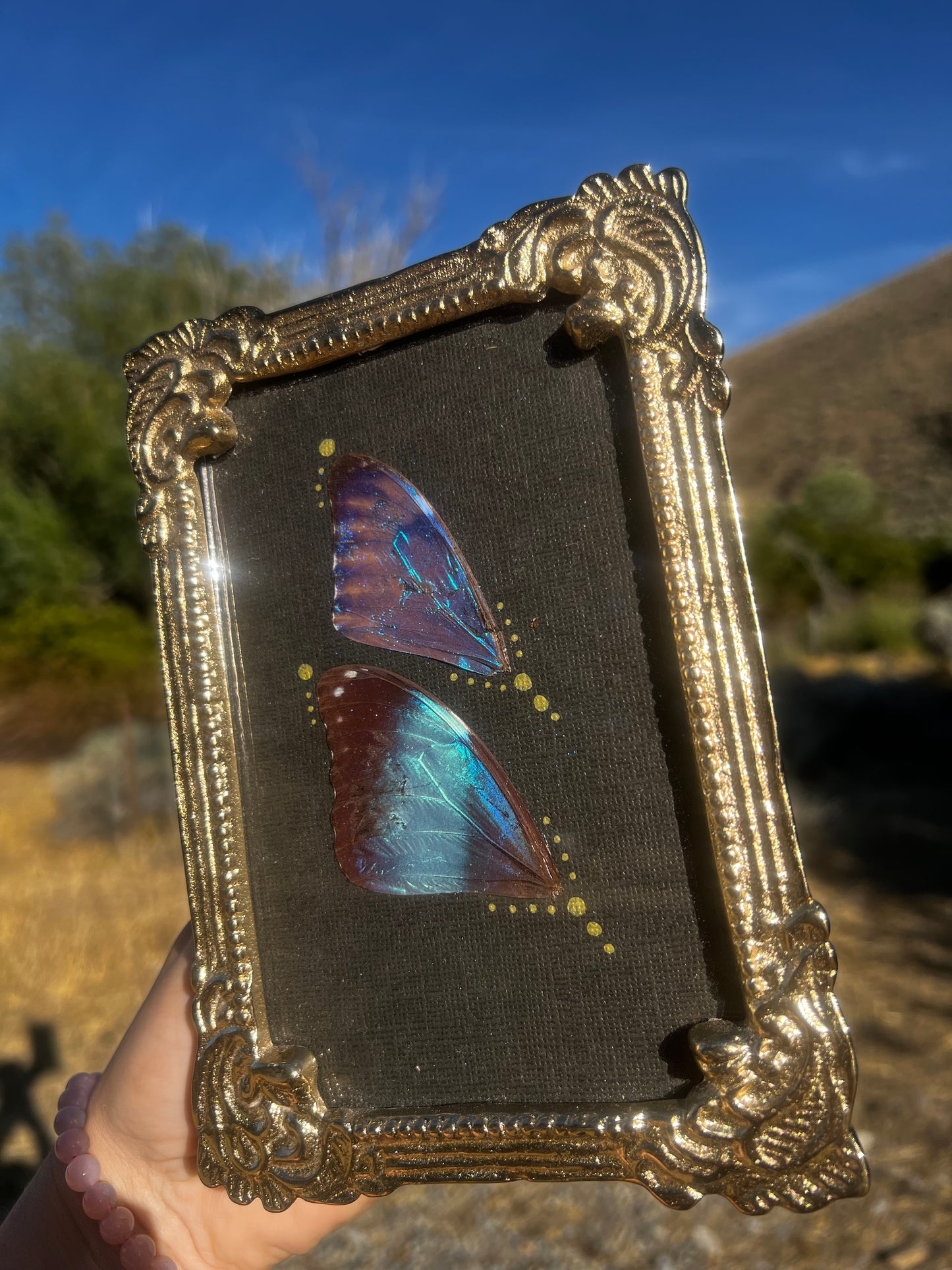 “The Blue Divide” Morpho Butterfly Wing Vintage-style Metallic Framed Oddities Taxidermy Entomology Artwork