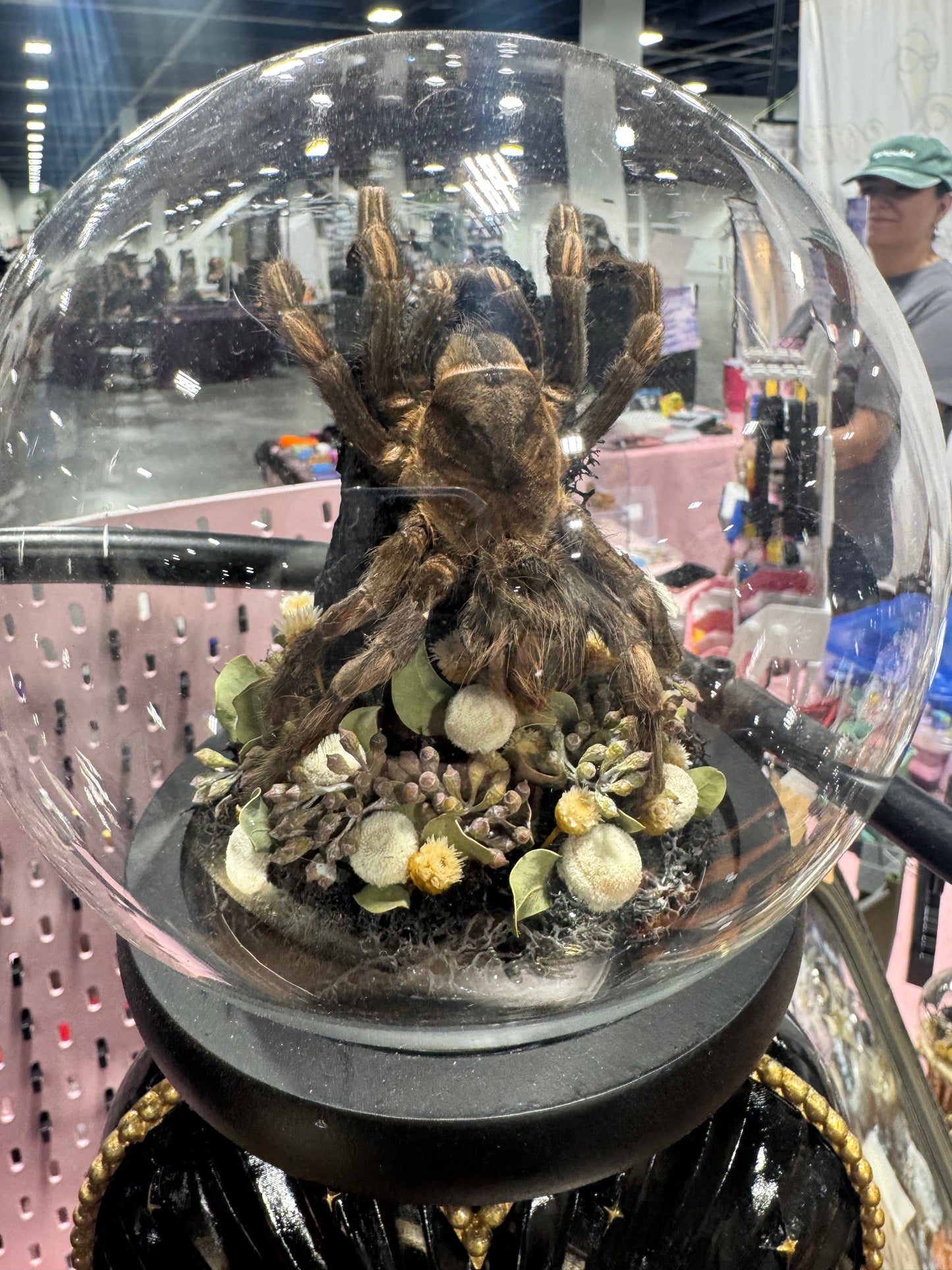 Ramona Tarantual Spider Ethereal Dark Academia Gothic Glass Dome Artwork