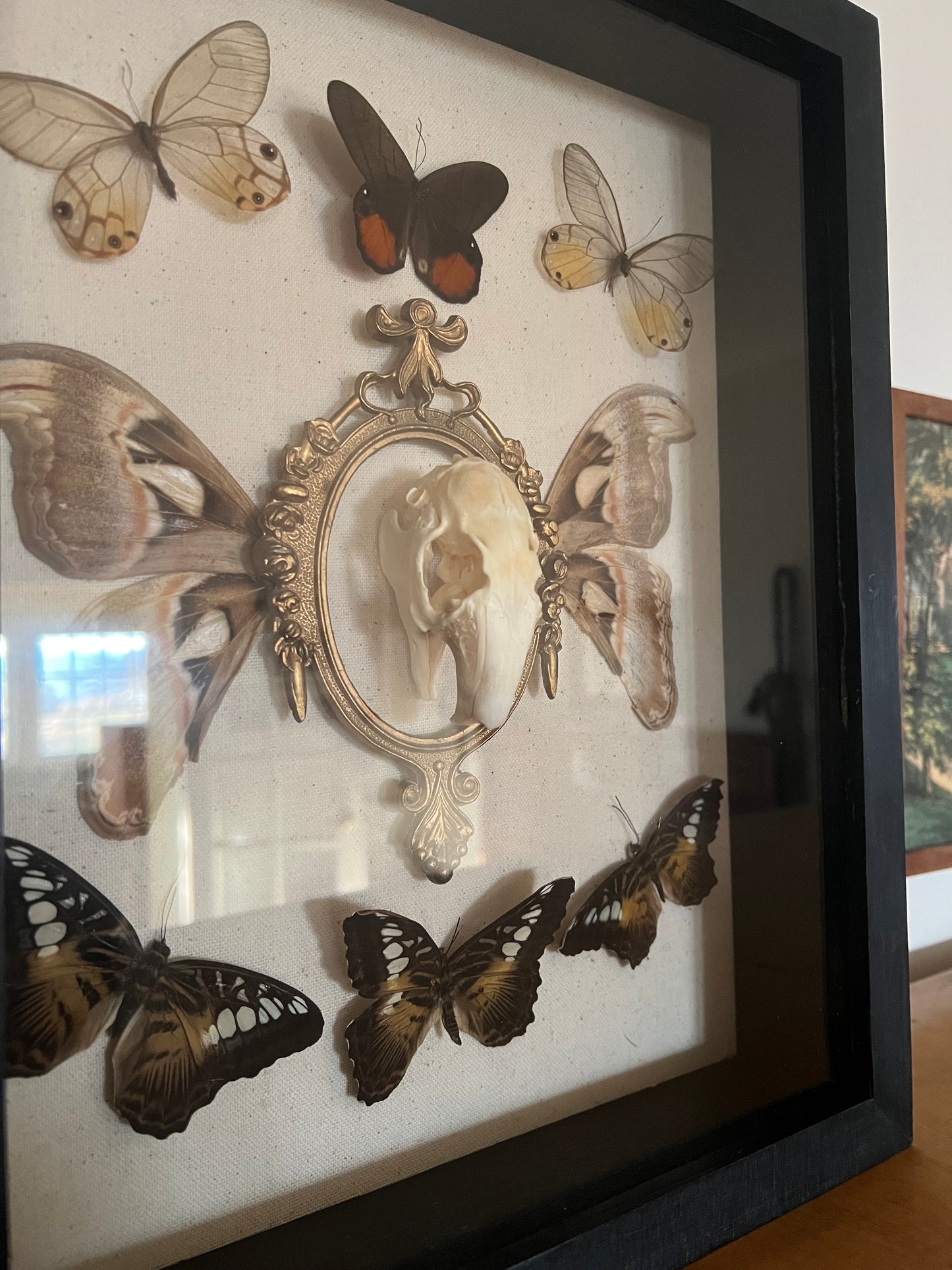 The Ancestral Court Butterfly Moth Rabbit Skull Oddities Taxidermy Shadowbox Framed Artwork