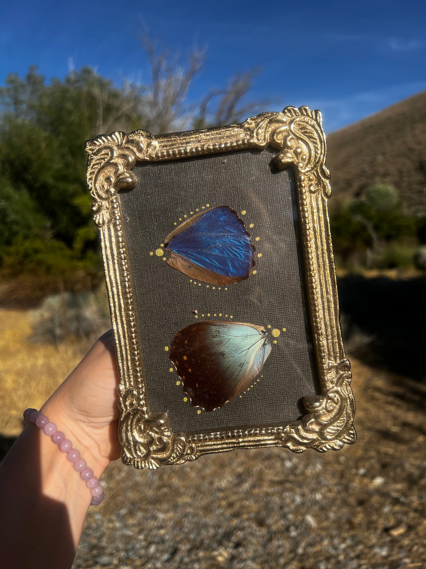 “Below the Light” Morpho Butterfly Wing Entomology Vintage Metallic Framed Oddities Taxidermy Artwork