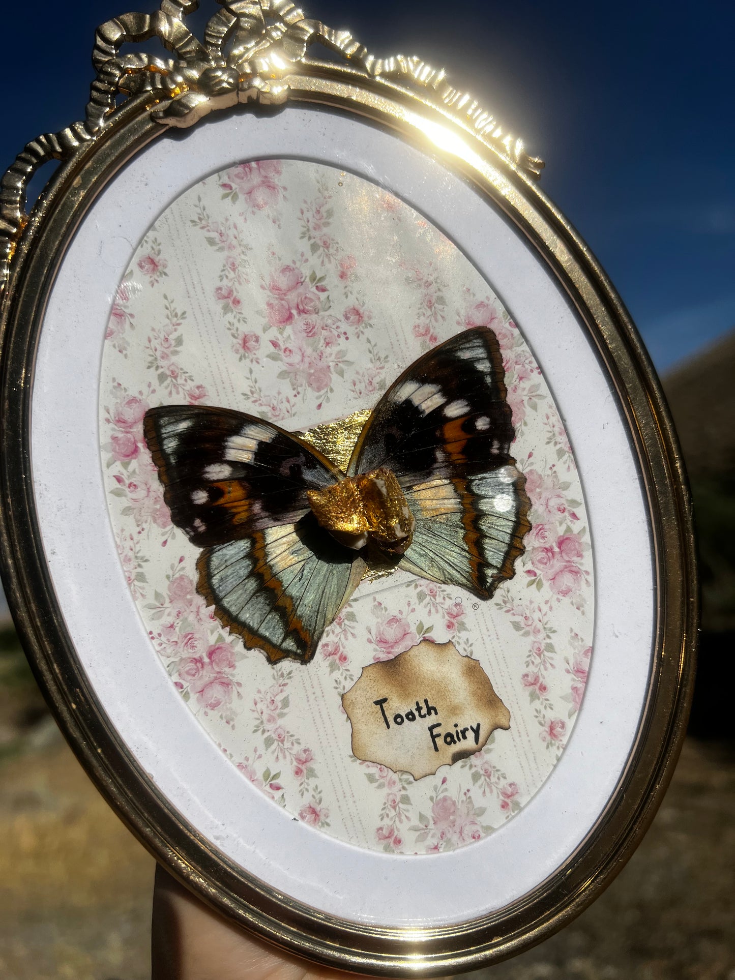 “Tooth Fairy” Real Animal Tooth Butterfly Wing Framed Oddities Taxidermy Artwork