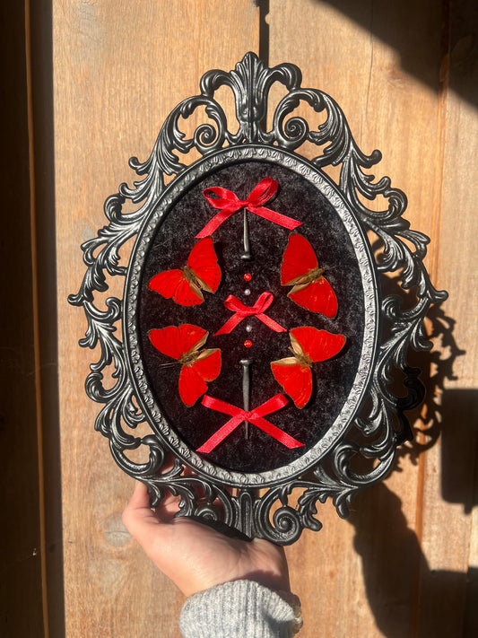 Crimson Queen Bubble Glass Antique Vintage Butterfly Framed Oddities Artwork