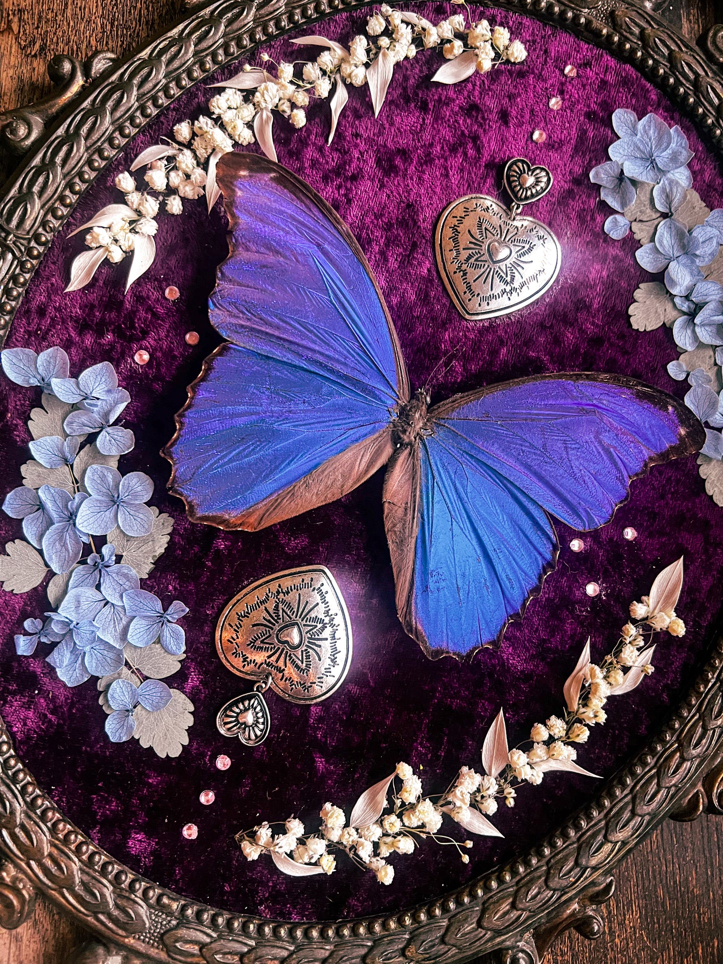 “Zaphyra” Morpho Butterfly Floral Framed Oddities Art