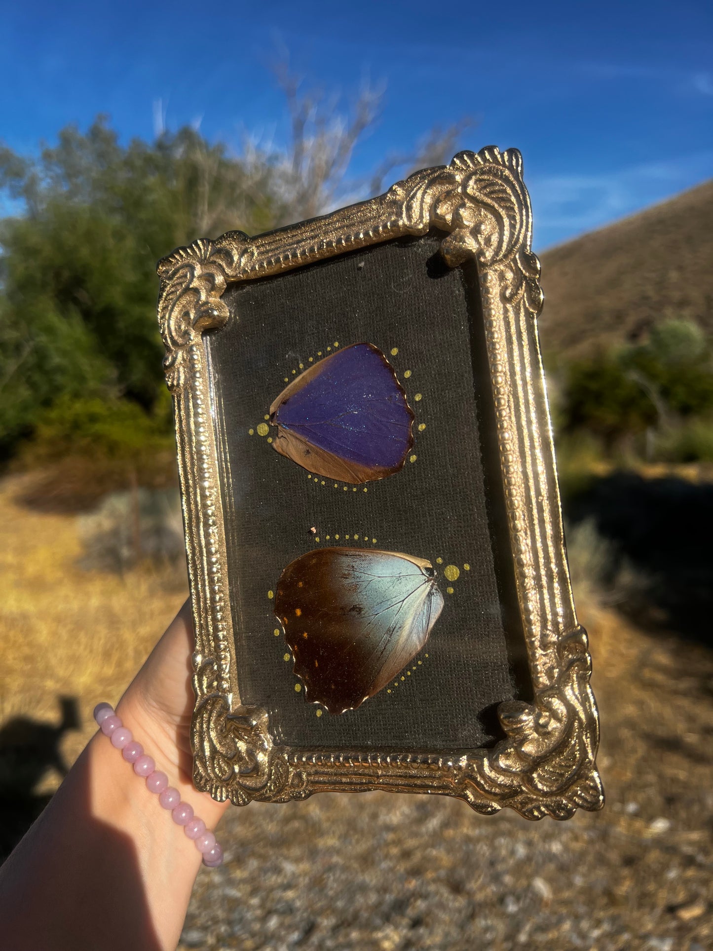 “Below the Light” Morpho Butterfly Wing Entomology Vintage Metallic Framed Oddities Taxidermy Artwork