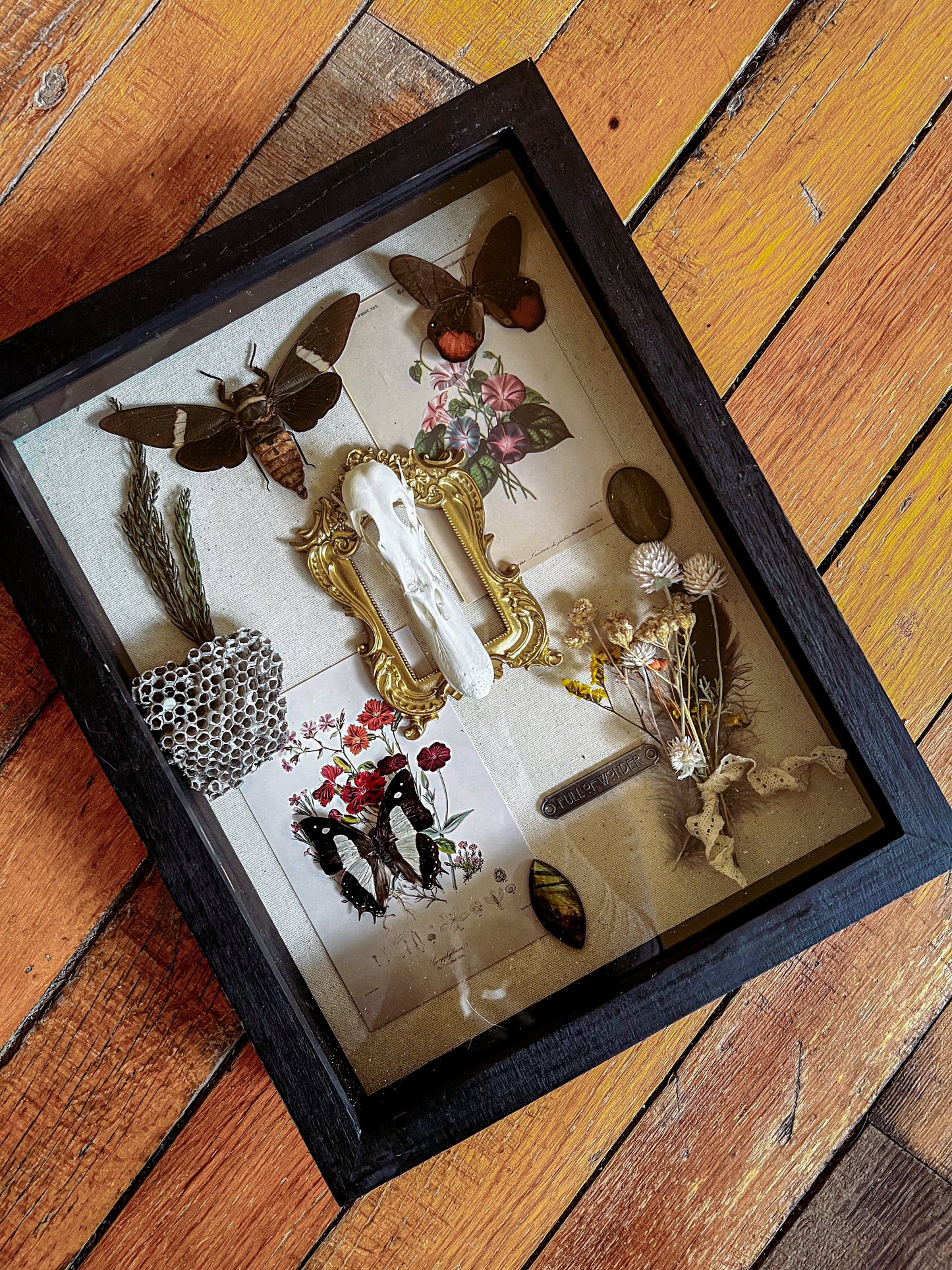 “Oleander” Oddities Insect Butterfly Cicada Taxidermy Botanical Crystal Oddities Shadow Box Artwork