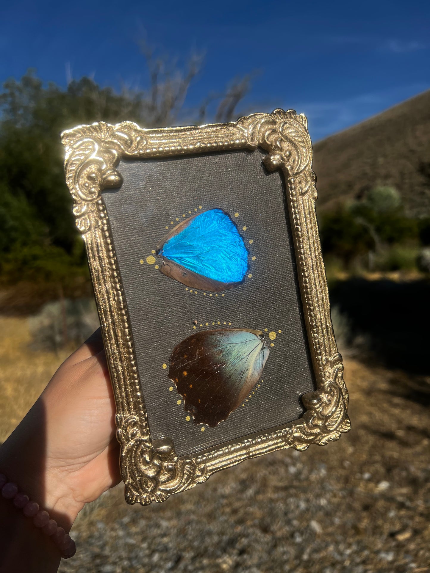 “Below the Light” Morpho Butterfly Wing Entomology Vintage Metallic Framed Oddities Taxidermy Artwork