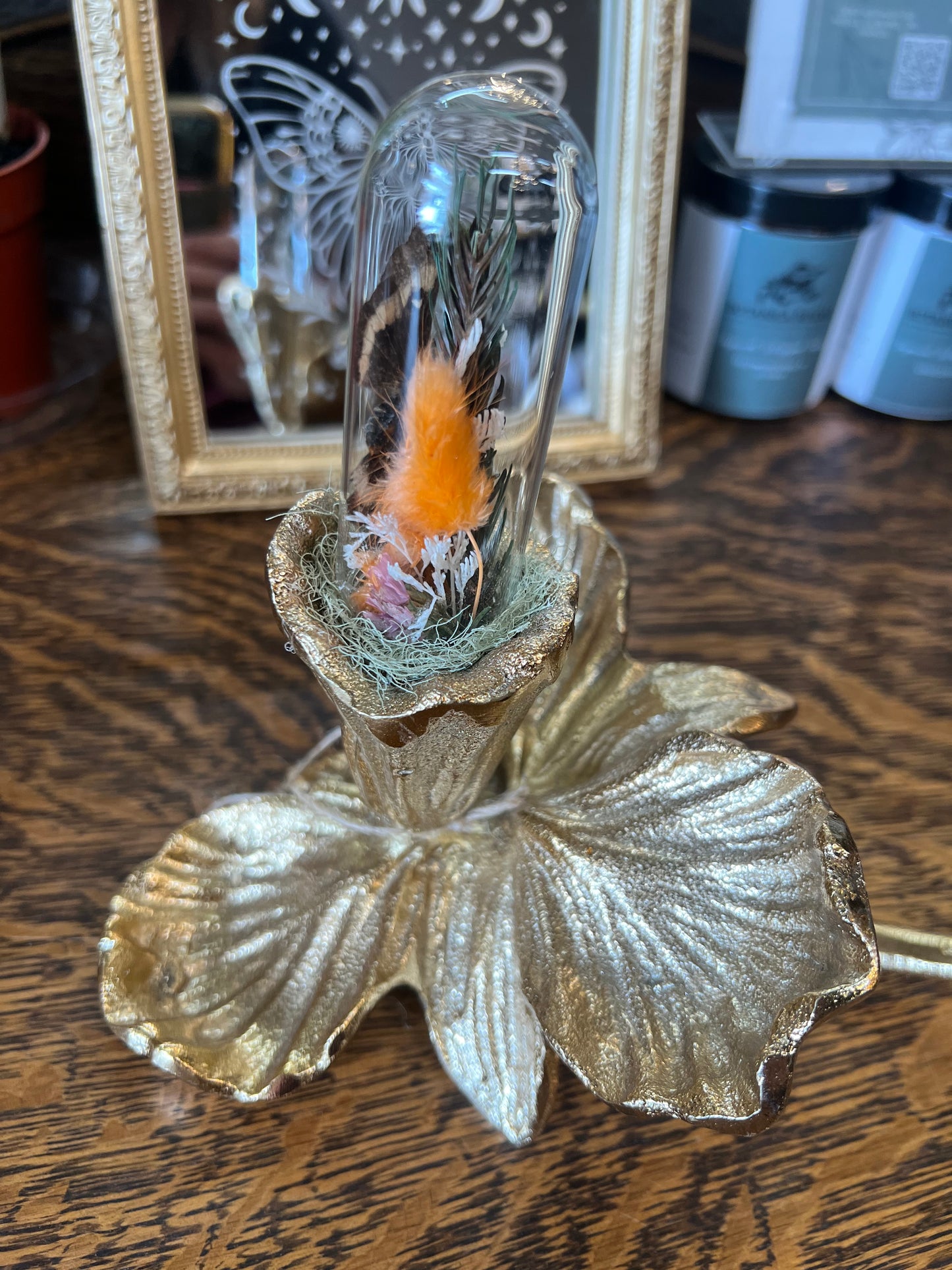 Eden Moth Insect Glass Done Dried Flower Oddities Artwork
