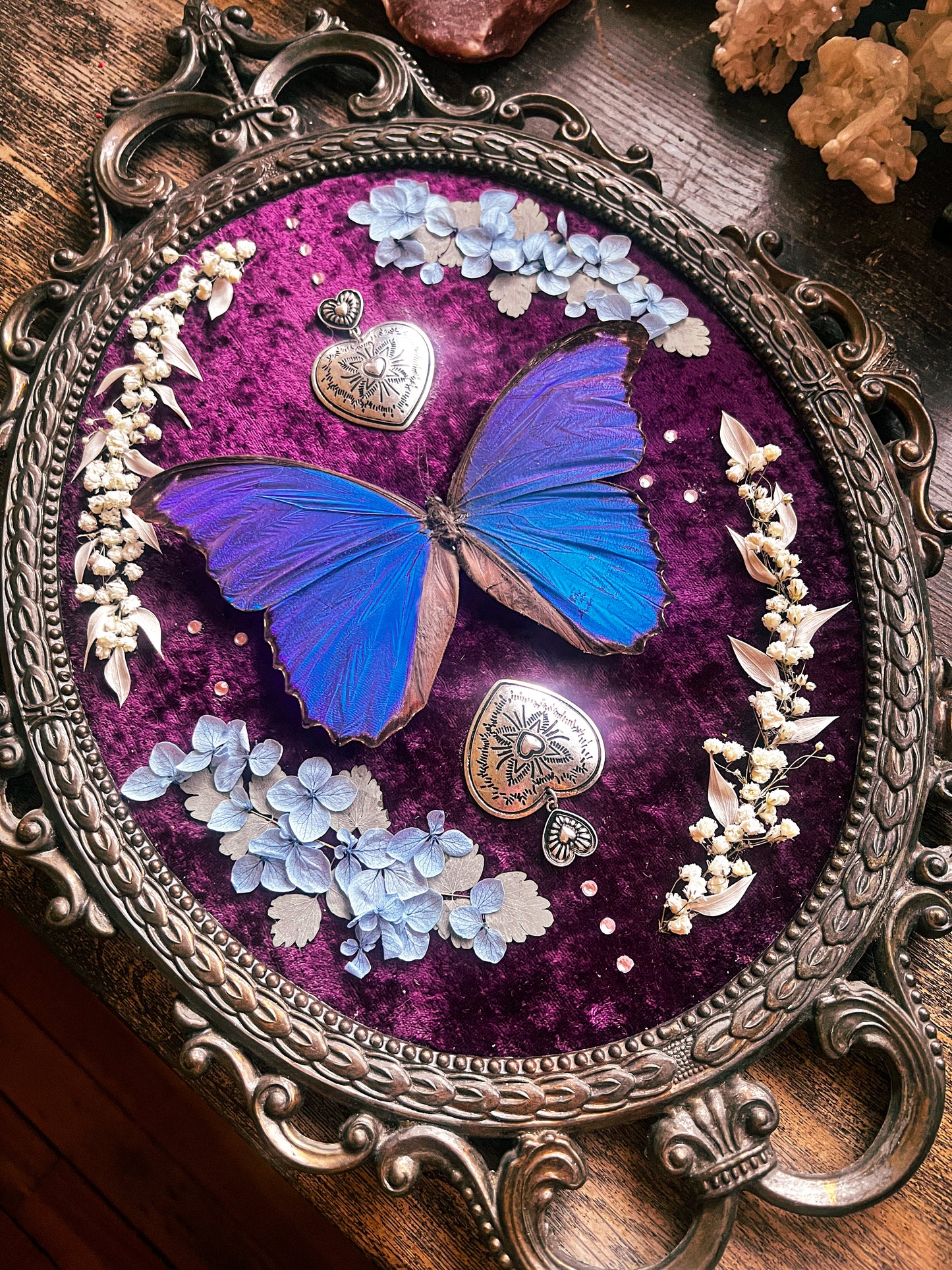 “Zaphyra” Morpho Butterfly Floral Framed Oddities Art