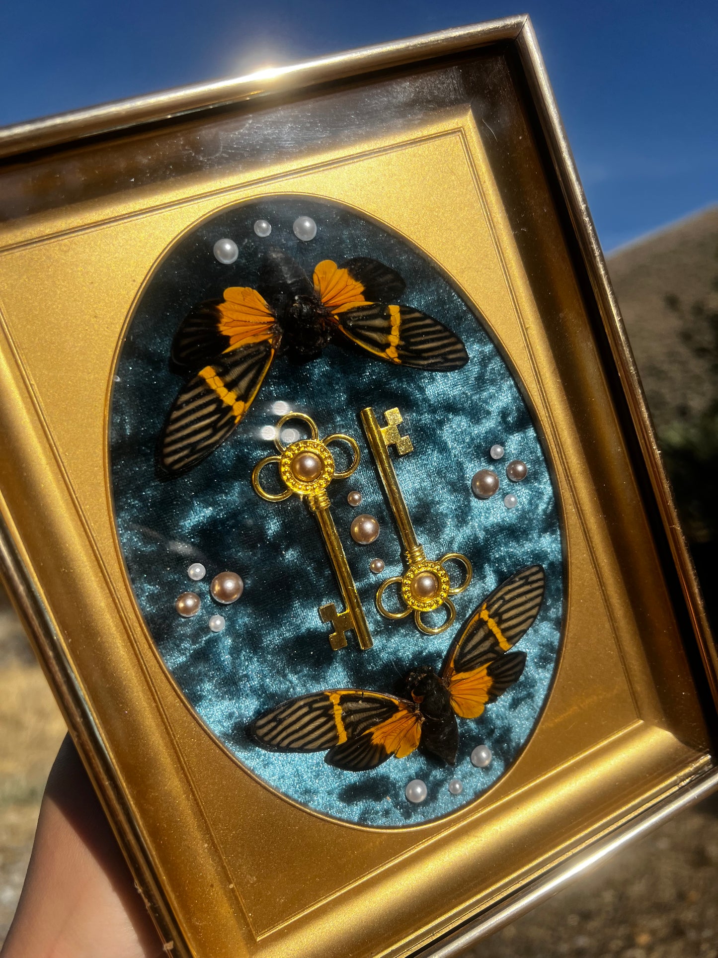 “The Gatekeeper” Cicada Insect Vintage Framed Oddities Taxidermy Entomology Artwork