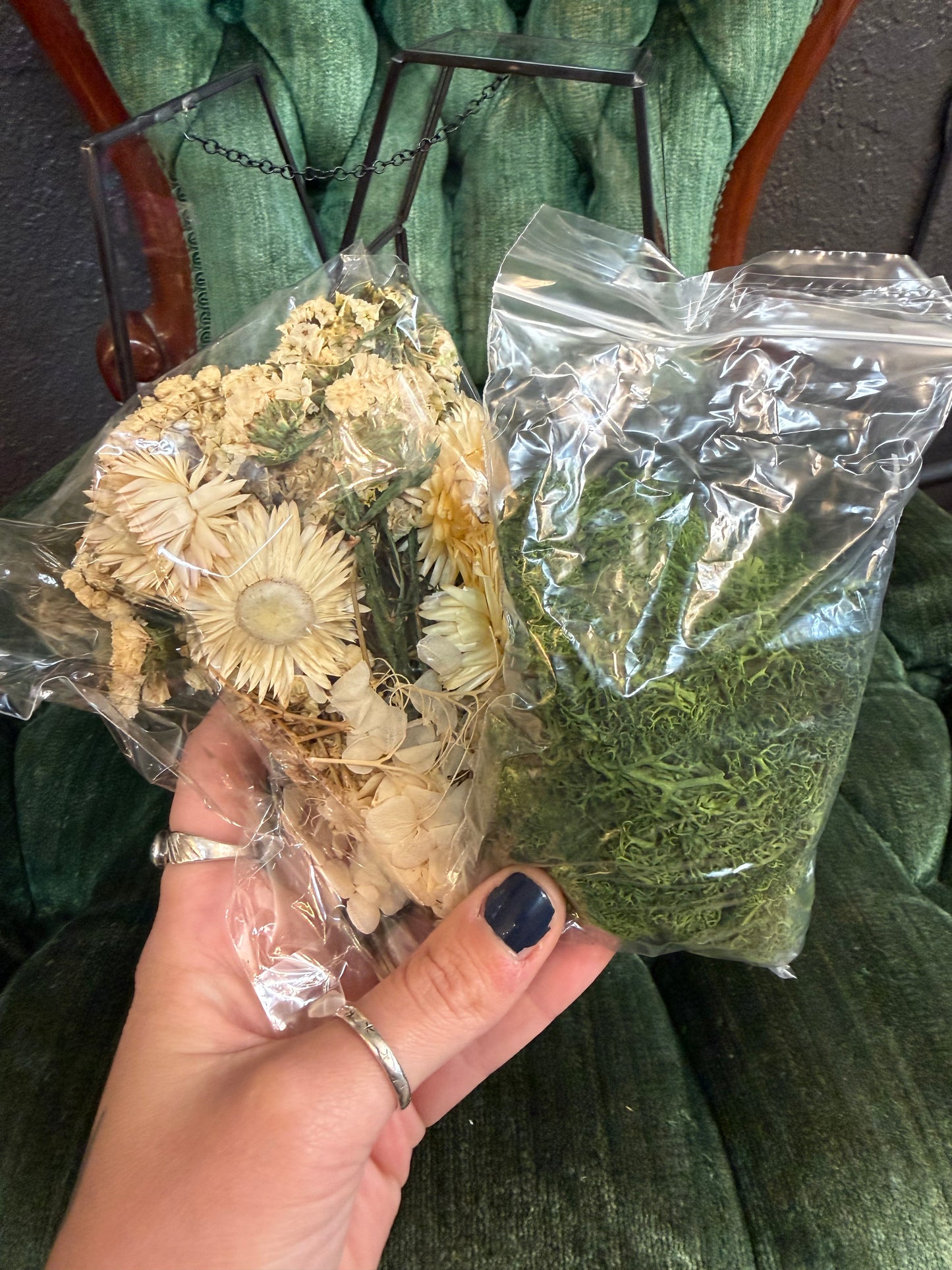 DIY Oddities Coffin Terrarium Kit Butterfly & Botanical Oddities Kit - PREORDER