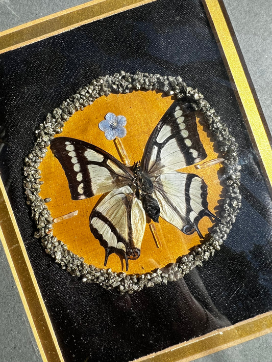 Vintage Framed Butterfly Entomology Art