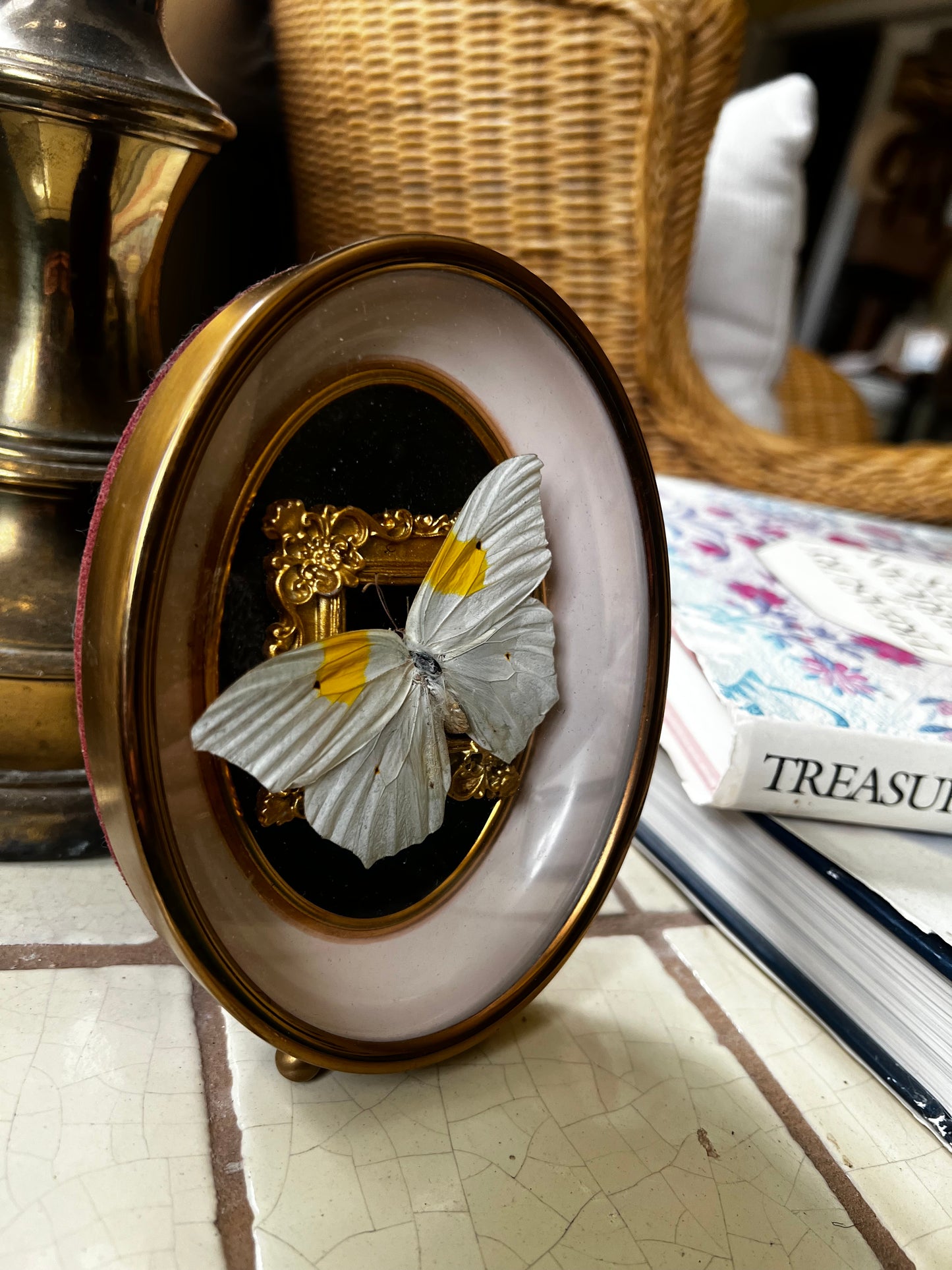 Small Framed Butterfly in Vintage Bubble Glass Frame