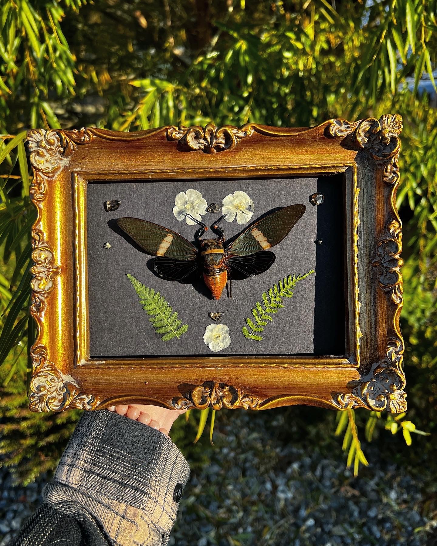 Framed Tosena Albata Cicada