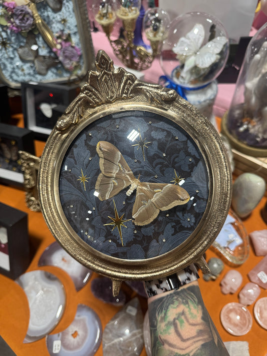 Delia Moth Celestial Insectart Entomology Oddities Metal Framed Artwork