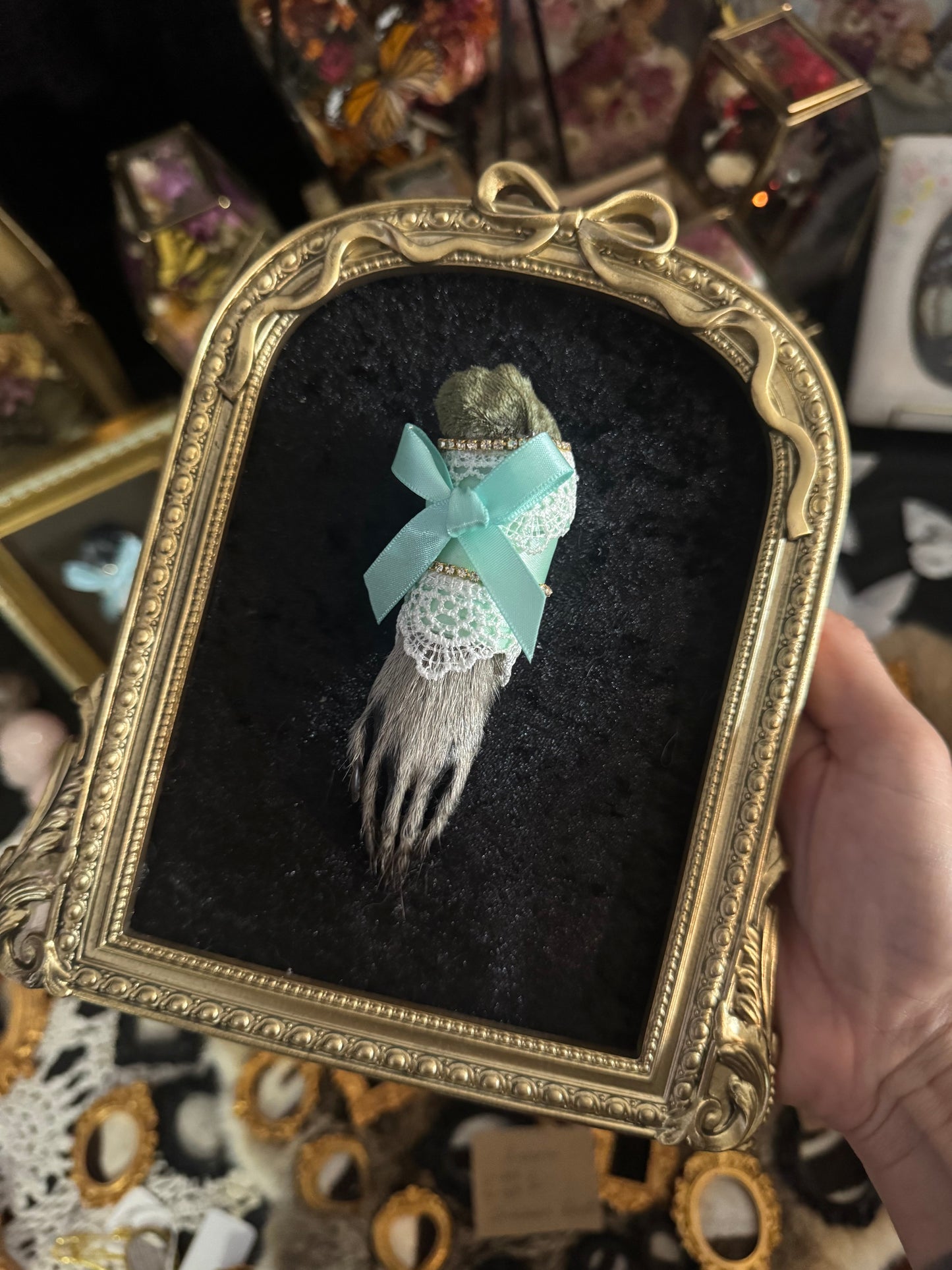 Darling Little Things Framed Raccoon Paw Oddities Taxidermy Whimsy Goth Artwork
