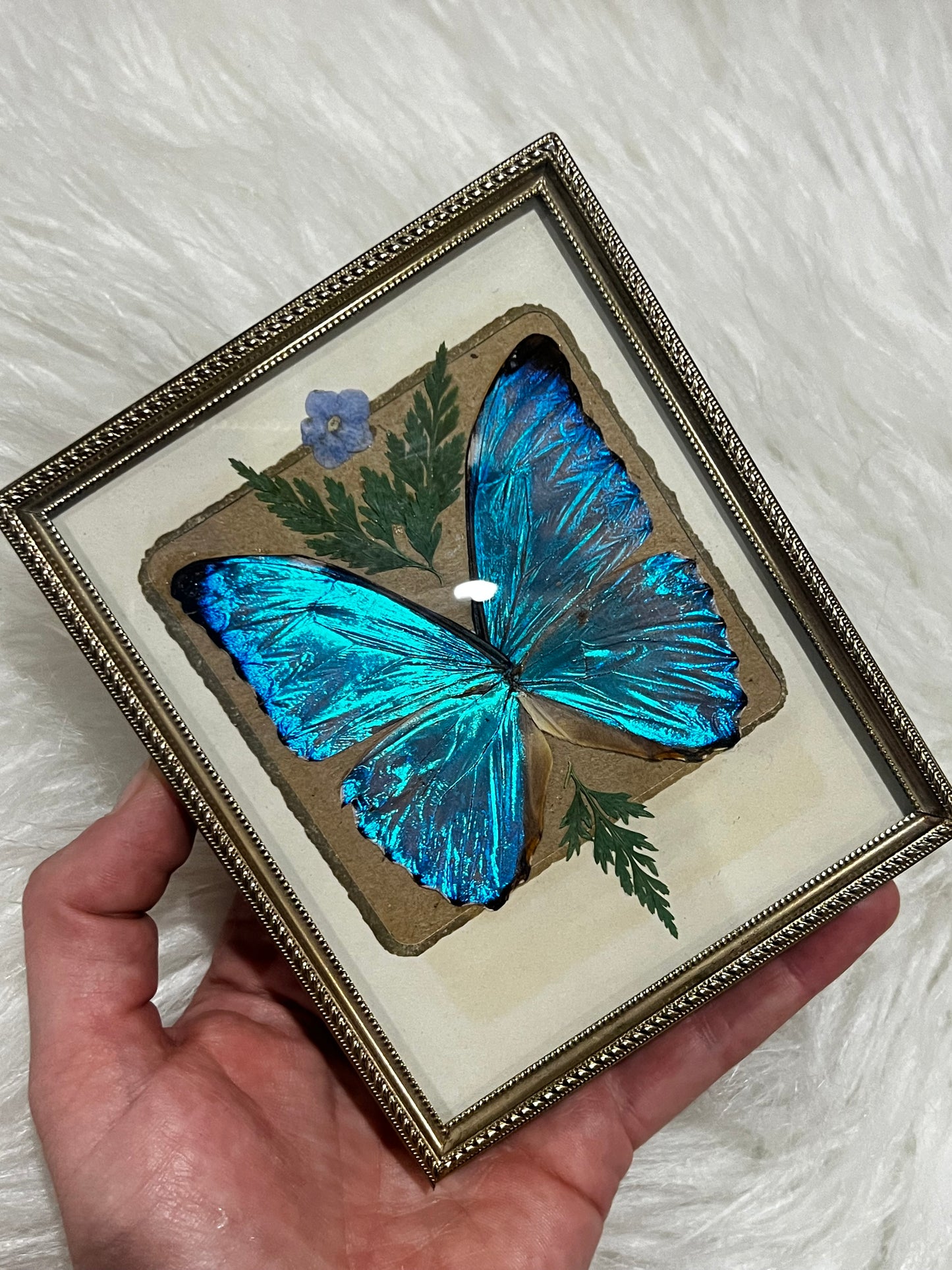 Framed Blue Morpho Aurora