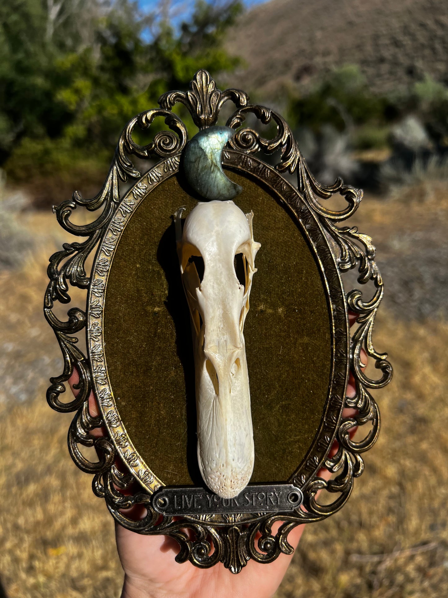 Echos in Stillness - Vintage Framed Taxidermy Oddities Skull Artwork