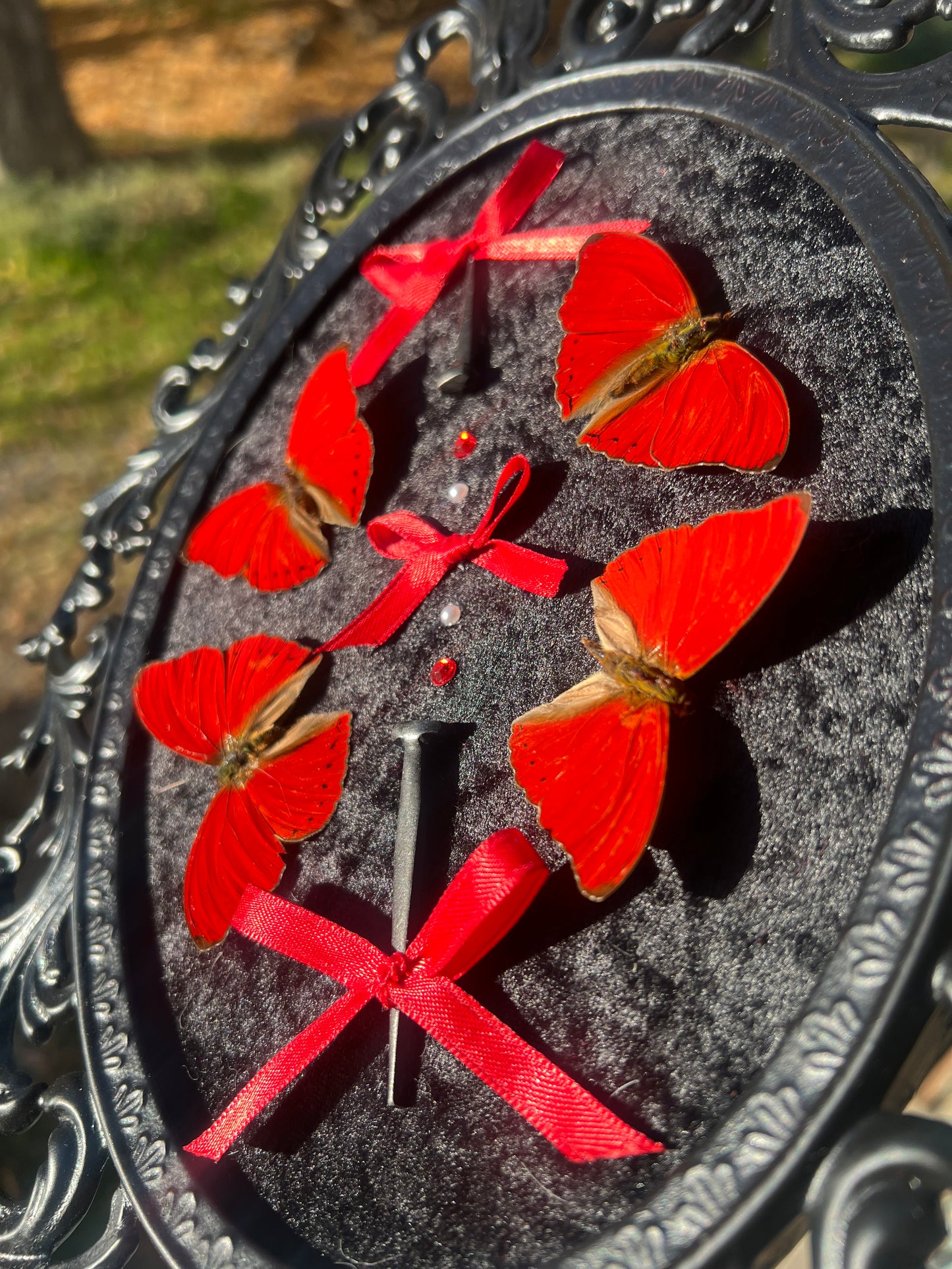 Crimson Queen Bubble Glass Antique Vintage Butterfly Framed Oddities Artwork