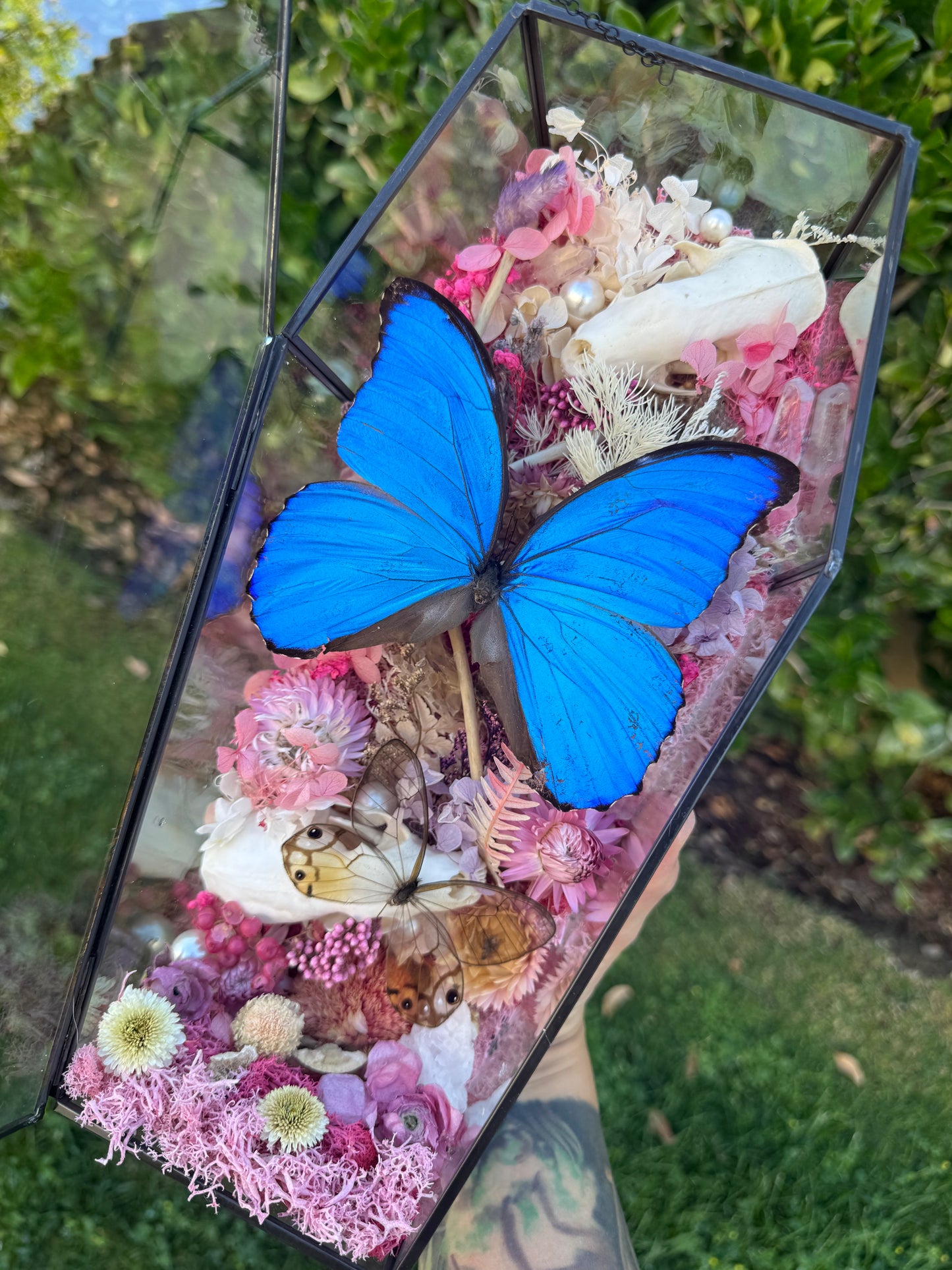 Arabella Morpho Butterfly Skunk Marten Skull Coffin Glass Terrarium Gothic Oddities Taxidermy Artwork