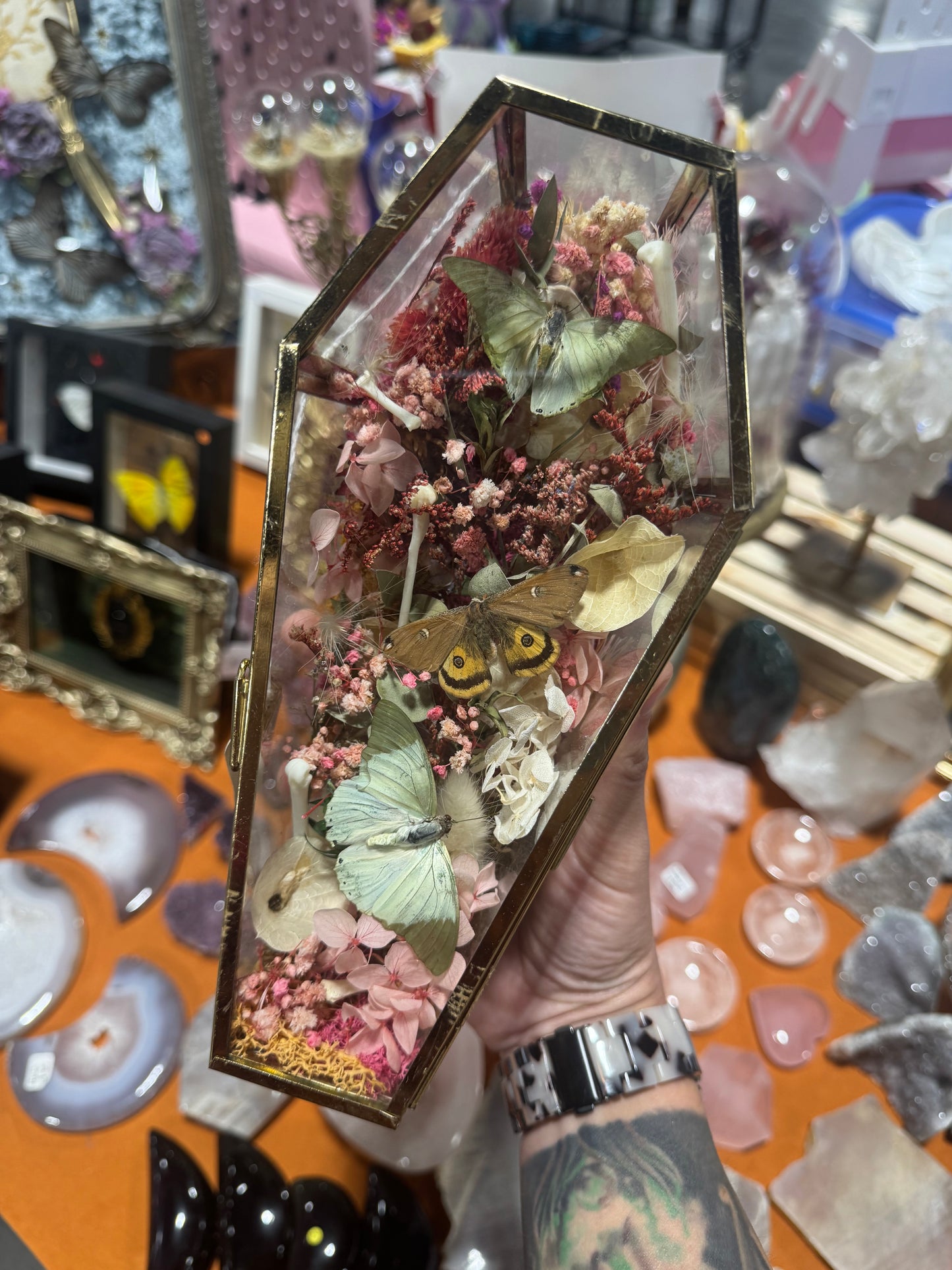 Fanny Butterfly Moth Floral Insectart Entimology Oddities Coffin Terrarium Artwork