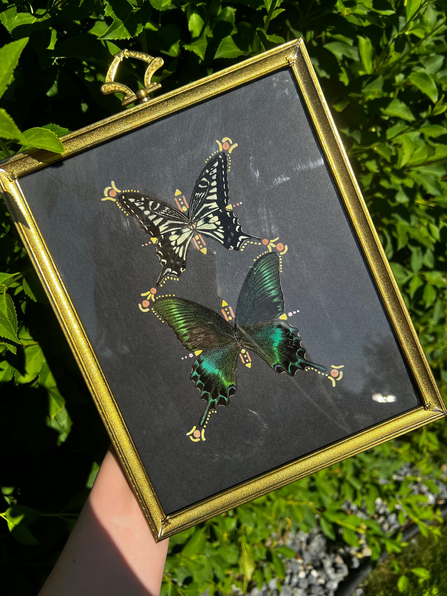 “Yana” Antique framed butterfly wings entomology art