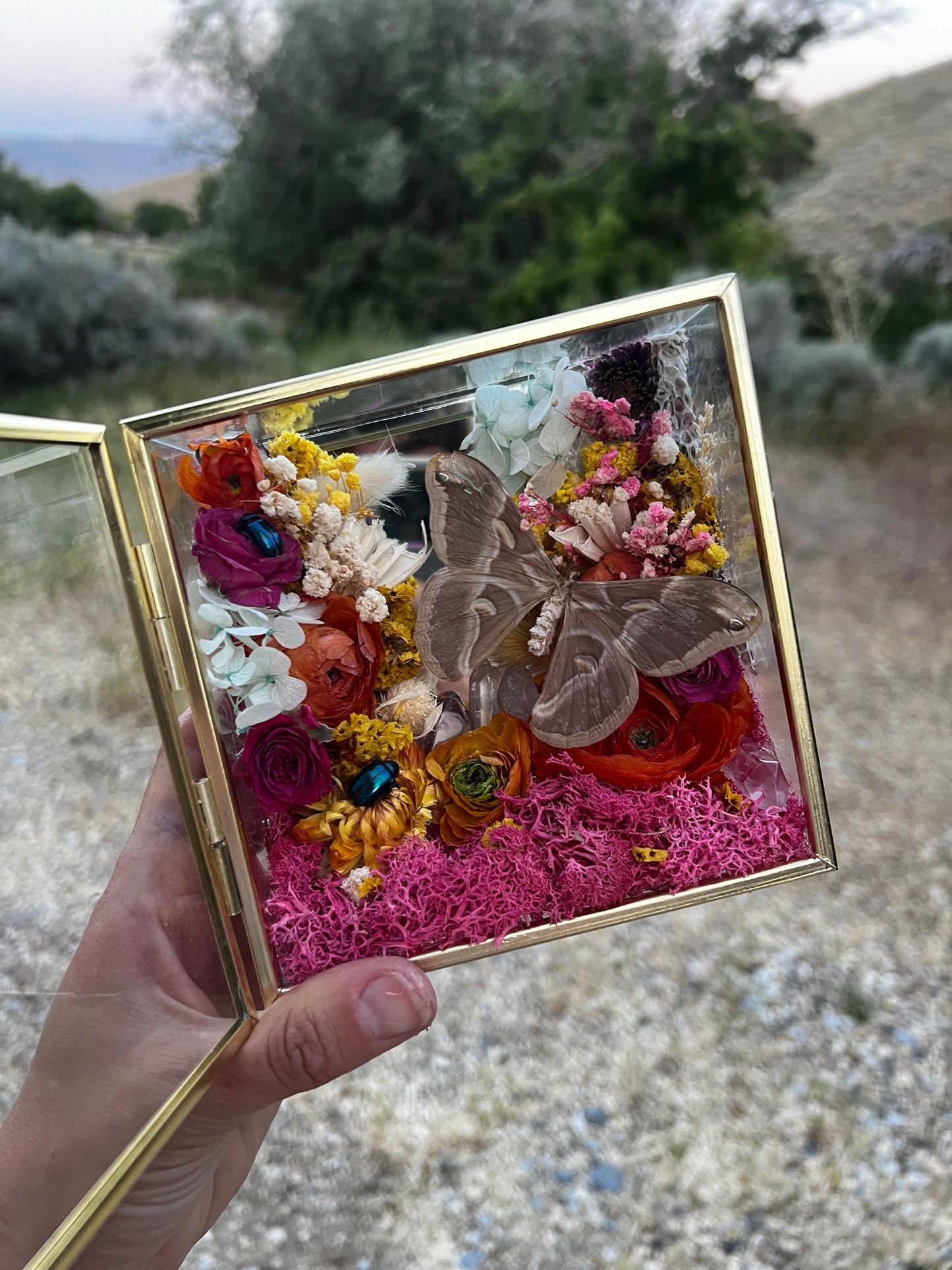 “Flo” Butterfly Moth Beetle Insect Floral Botanical Taxidermy Oddities Shadowbox Artwork
